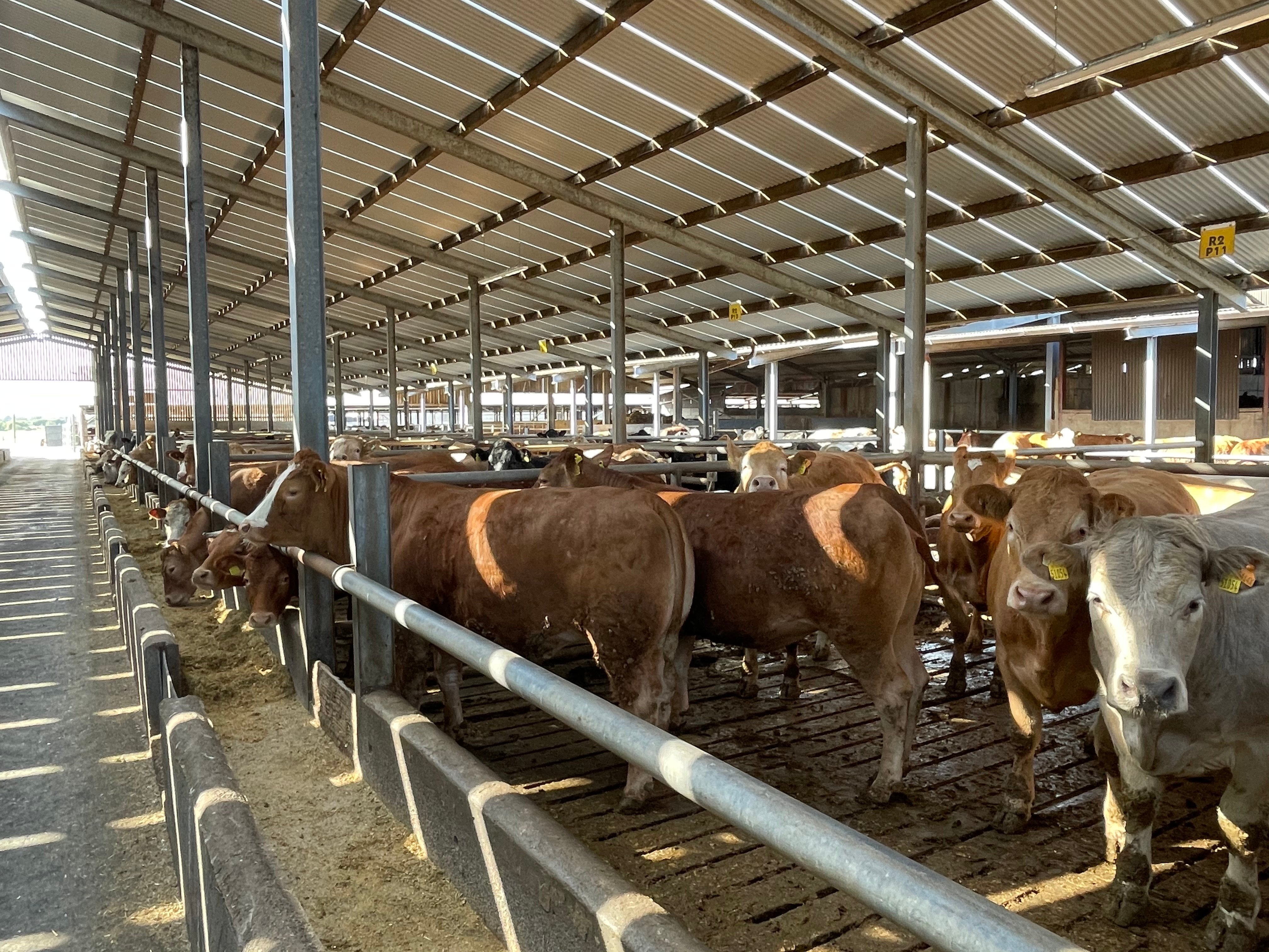 The cattle being finished on the farm are primarily suckler-bred heifers and steers