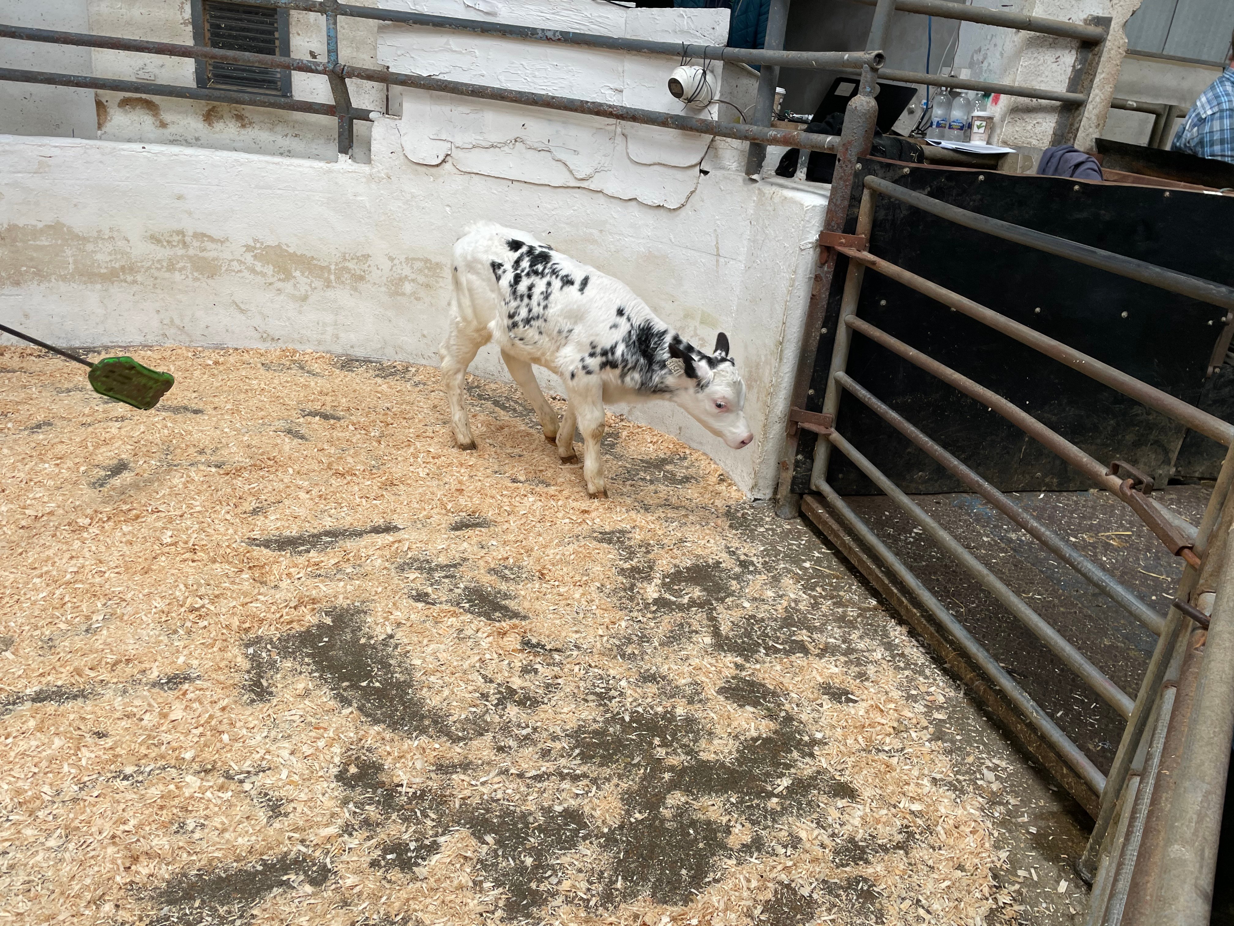 This 68kg Belgian Blue heifer sold for €335