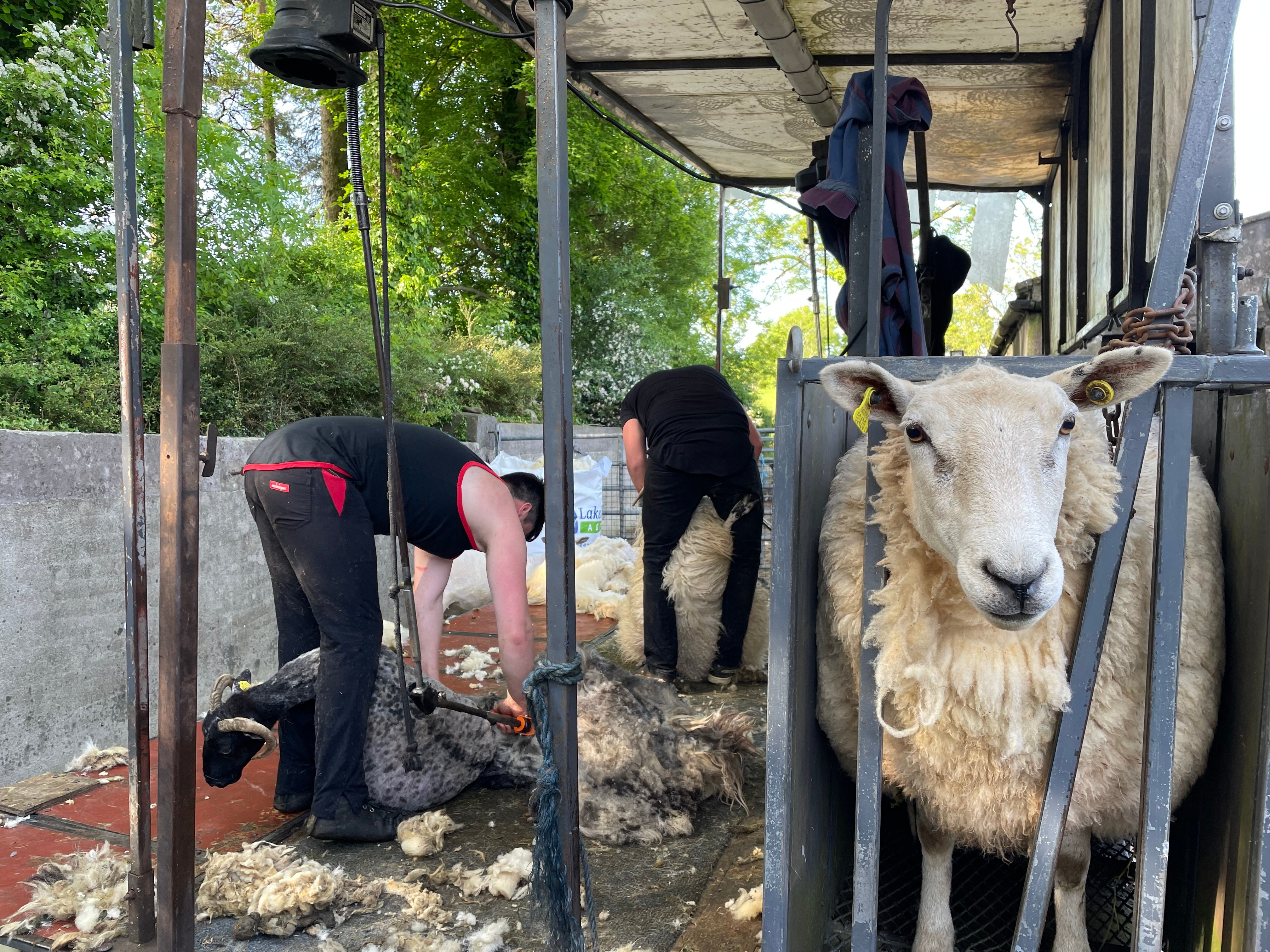 Sheep shearing in Cavan