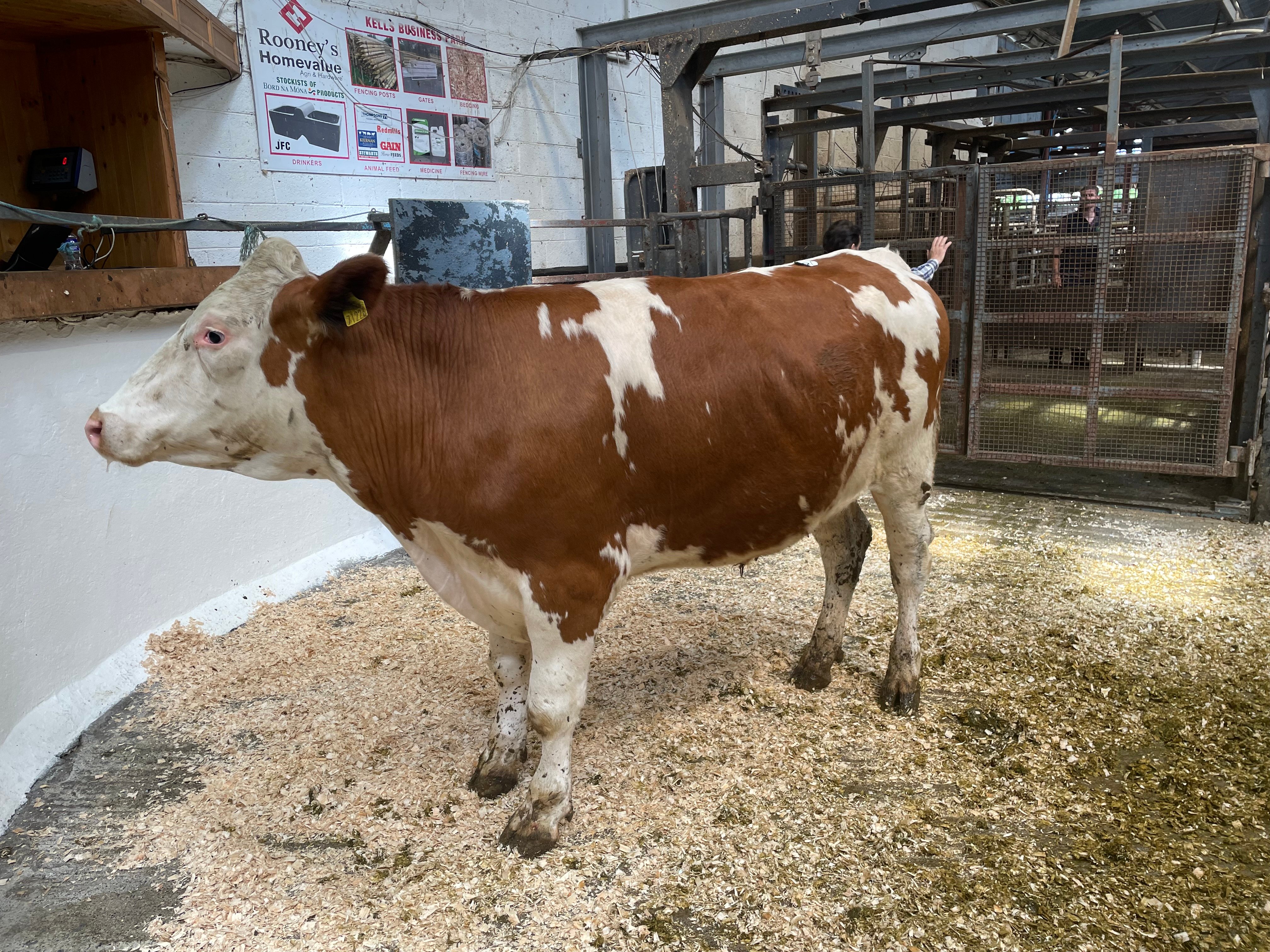 This 725kg Hereford-cross bullock sold for €1,880