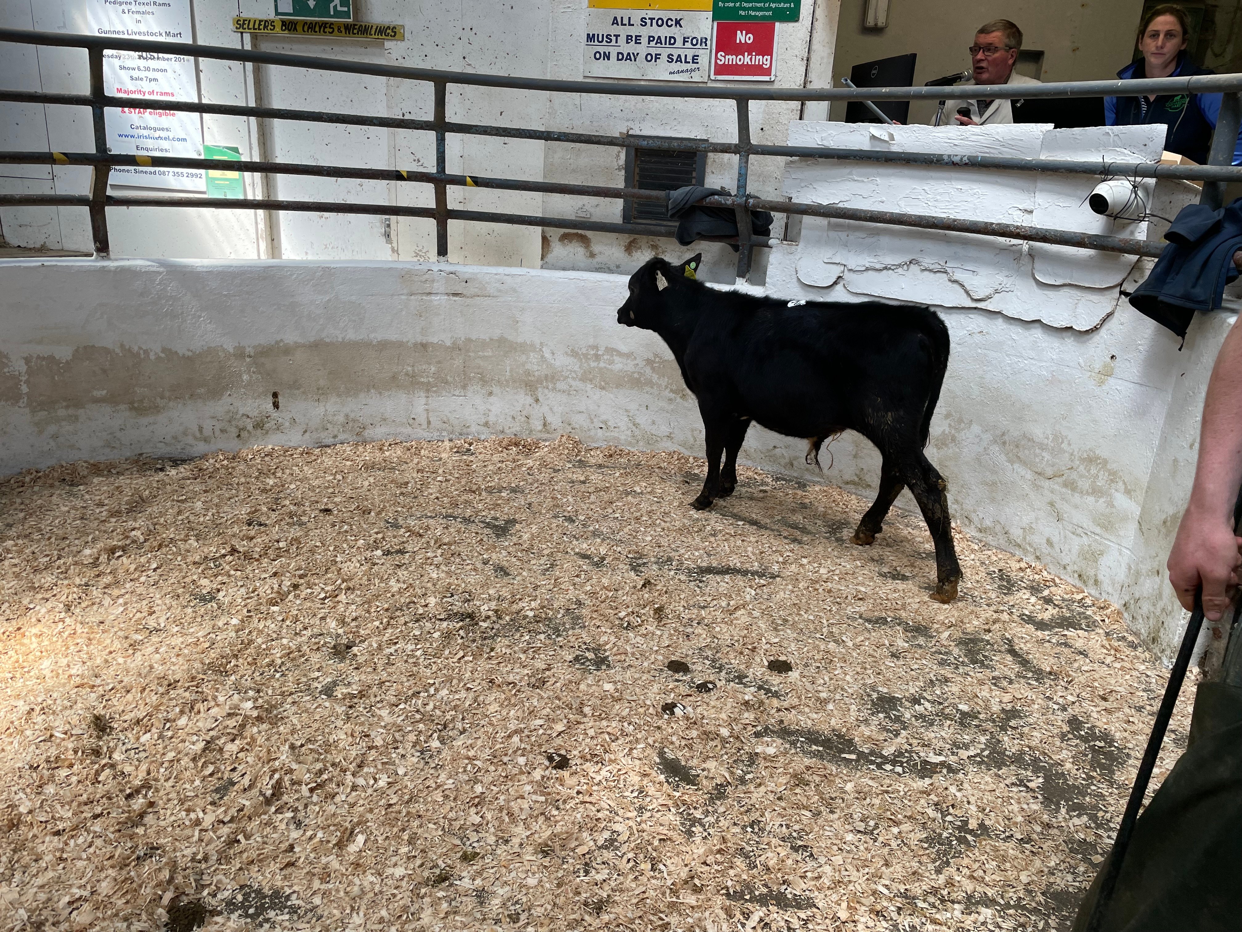 This 150kg Angus bull calf sold for €465