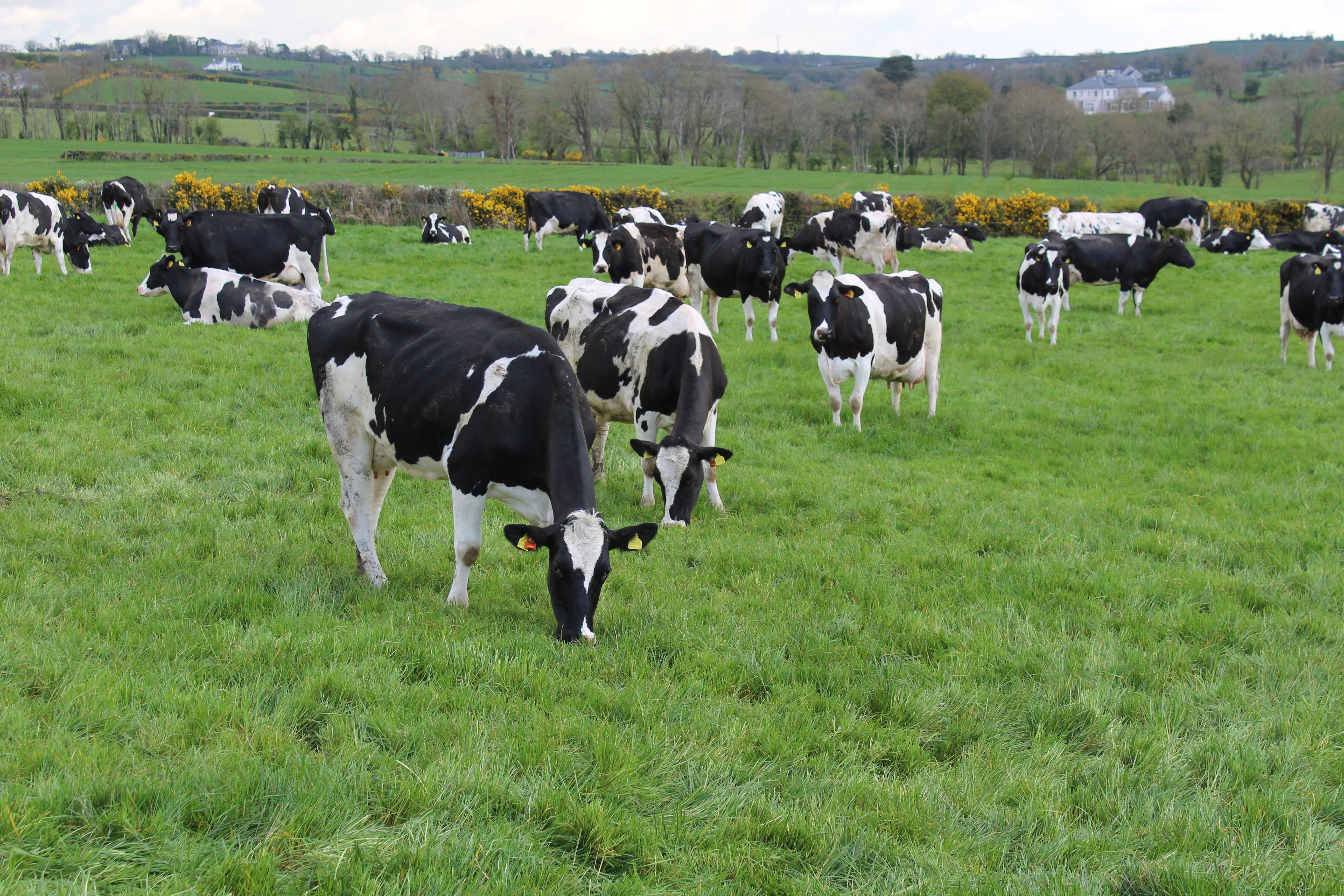 The McClelland herd at grass