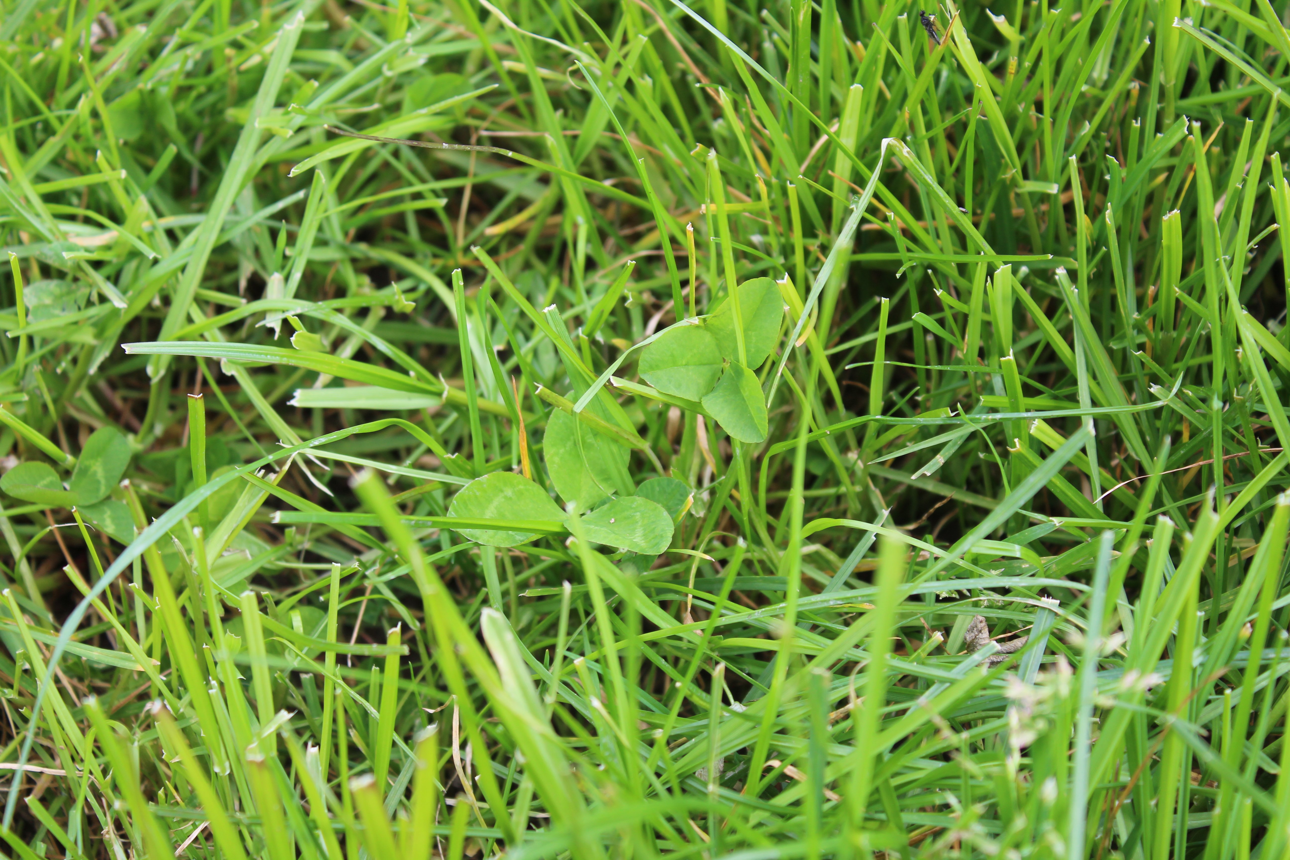 Clover now features prominently across all the swards on the McClelland farm
