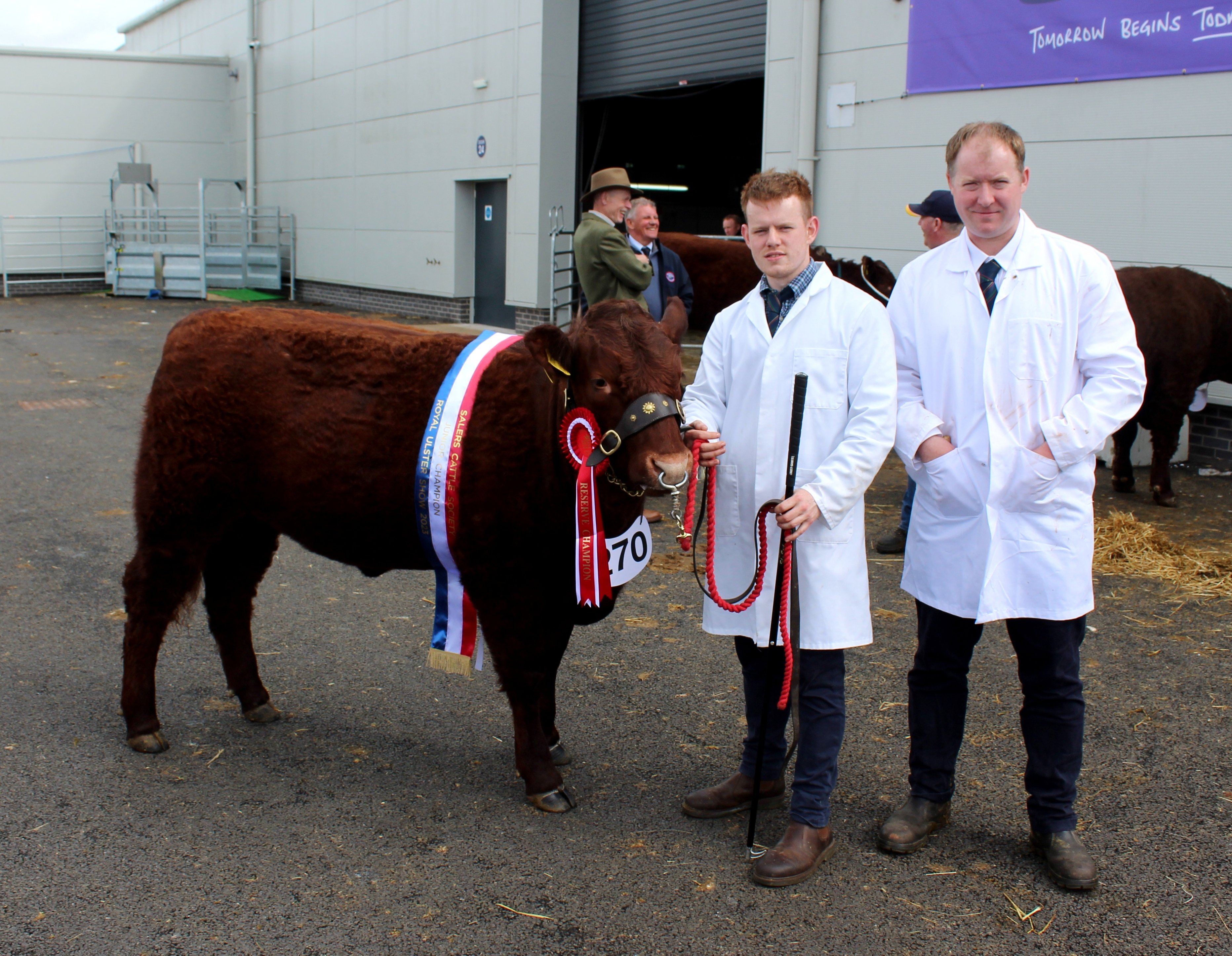 The Salers junior champion at Balmoral Show 2023