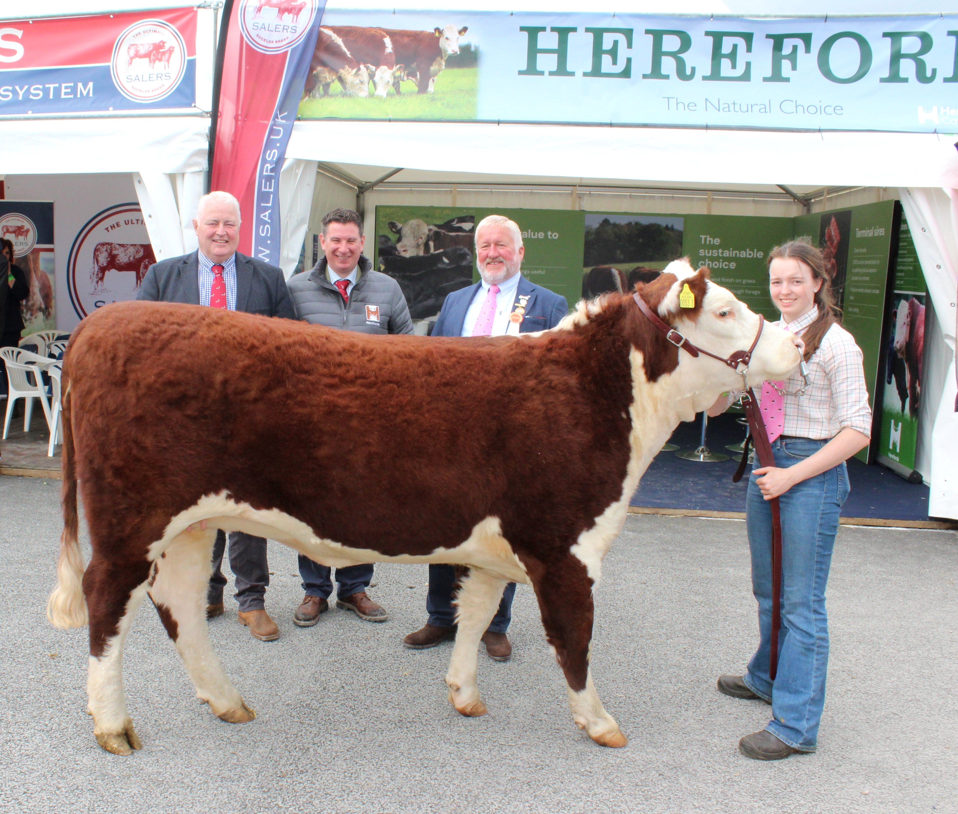 Balmoral Show 2023 recorded its highest ever number of Hereford cattle entries