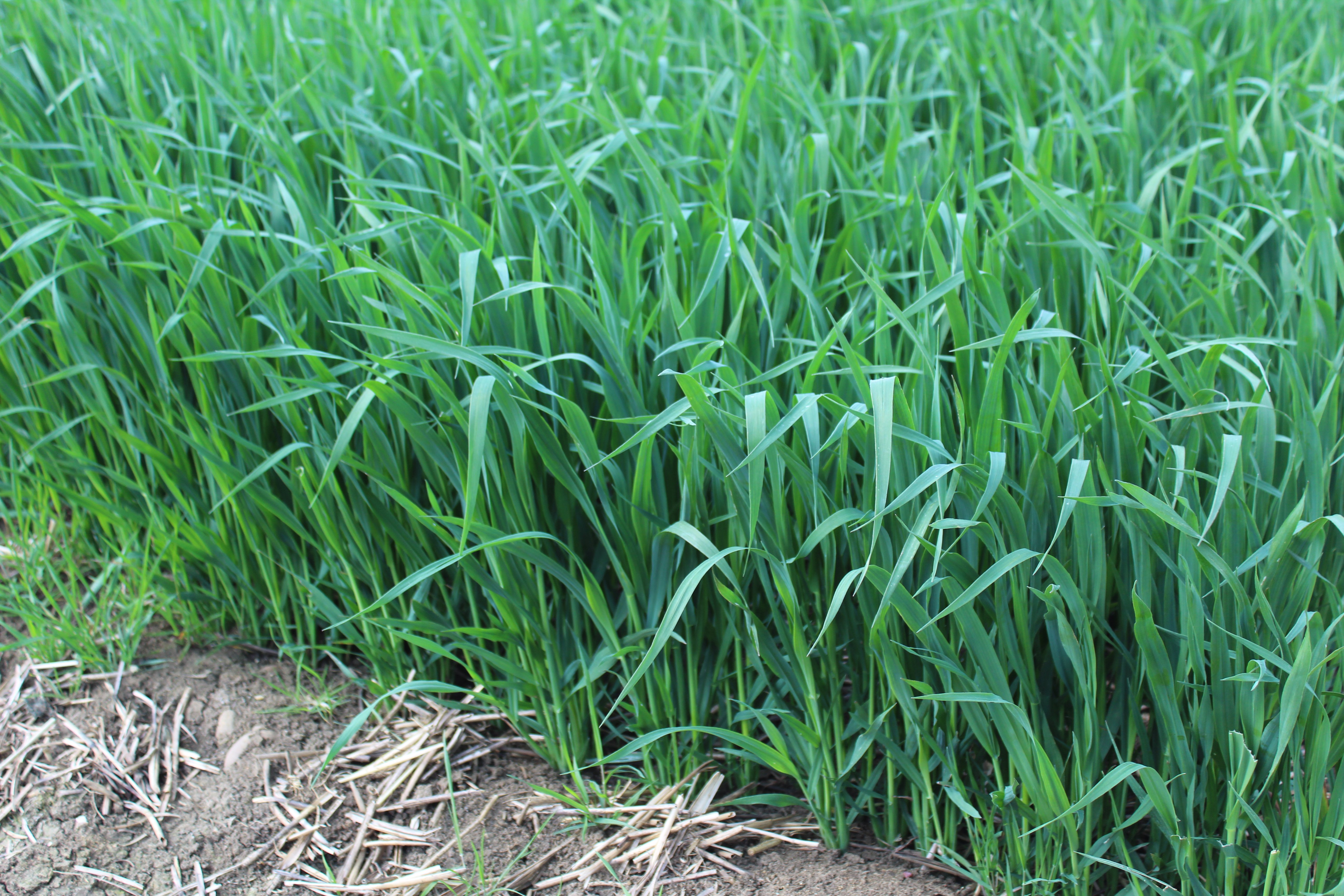 Spring oats, as opposed  to spring barley, are the preferred cropping option for grain growers in East Anglia