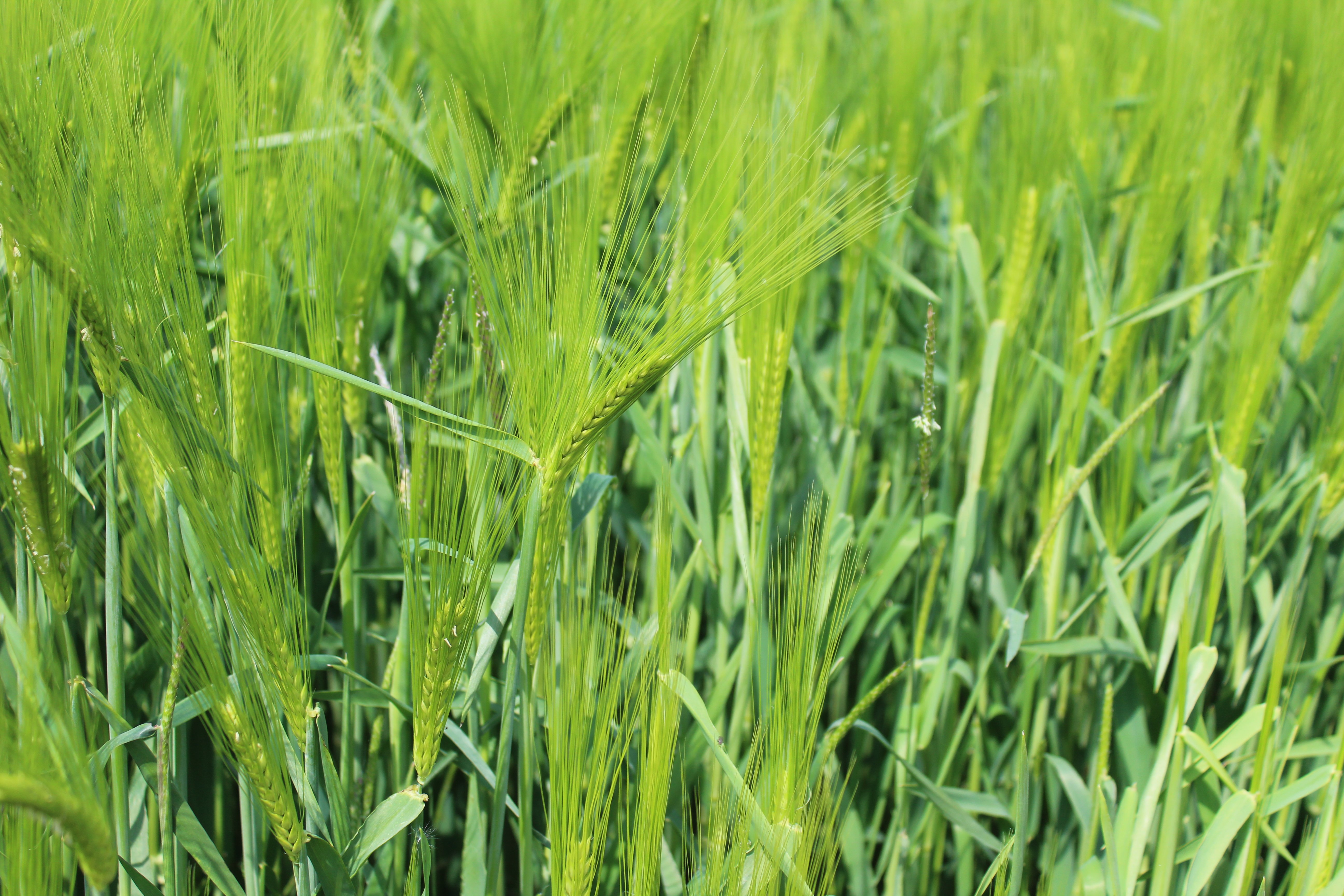 Hybrid barleys are performing very well in the blackgrass trials at Stow Longa