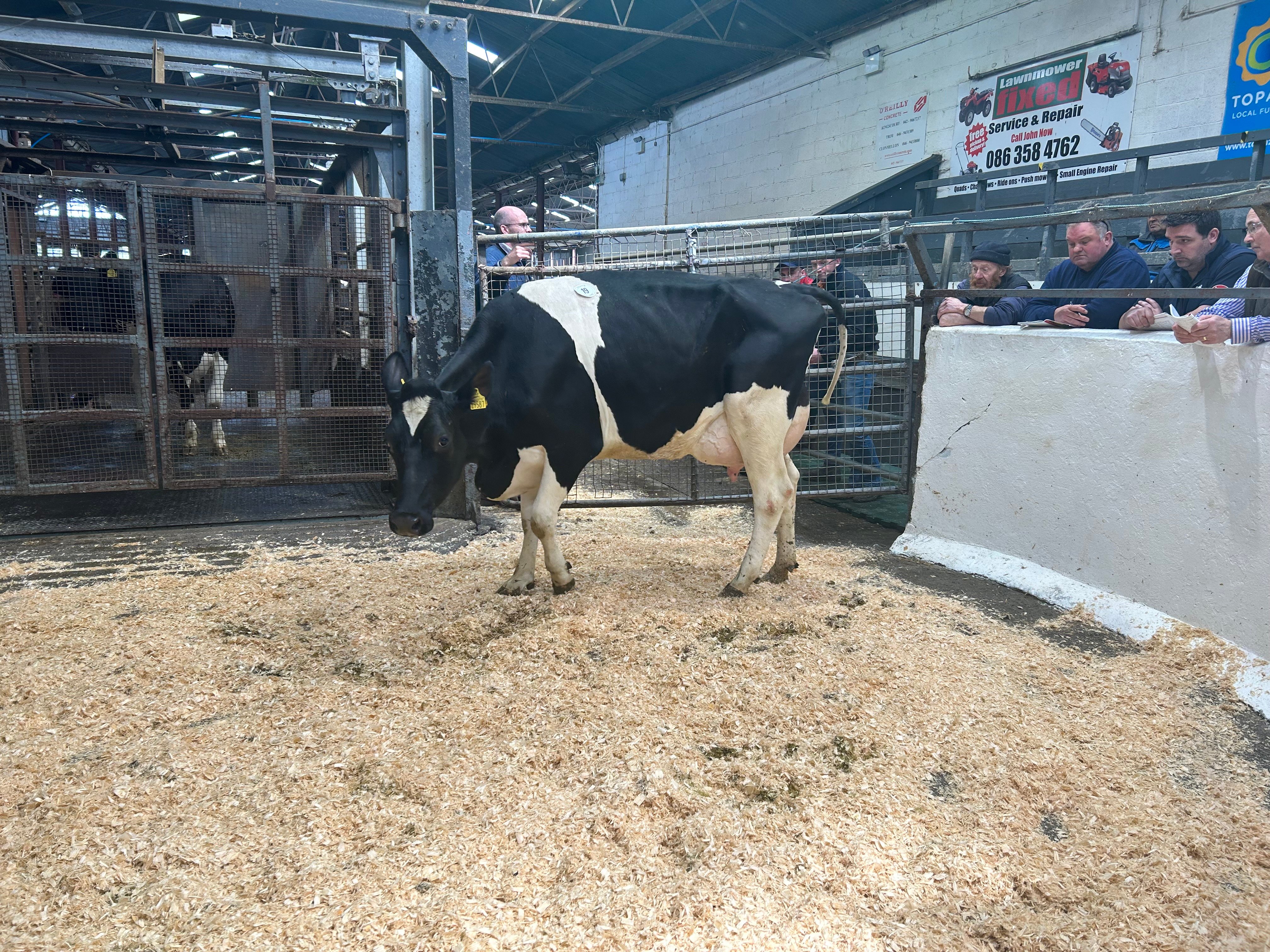 Lot 19: Cannontown Samuri Brenda, sold for 3,900gns