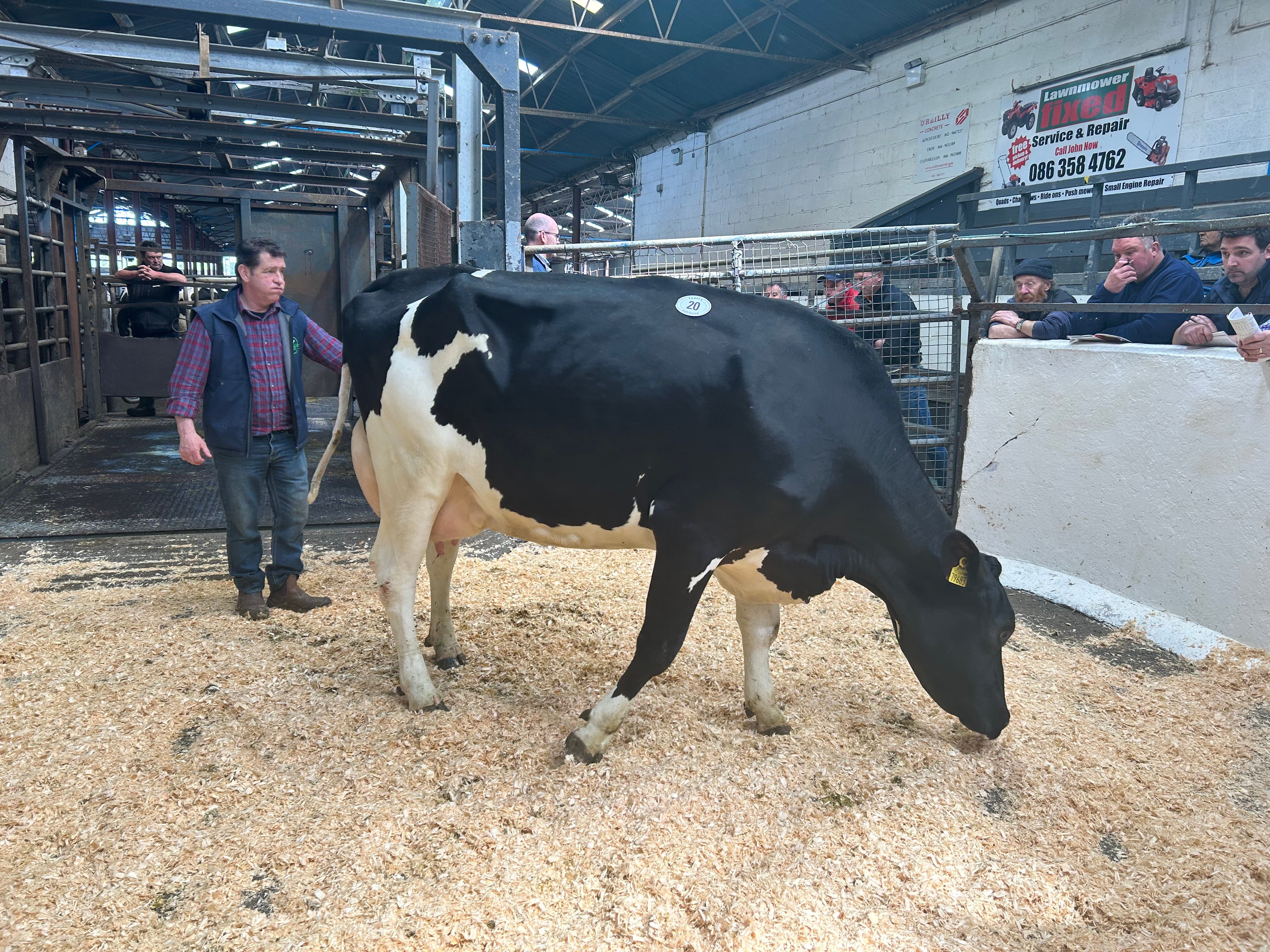 Lot 20: Cannontown Reginald Laridee sold for 3,000gns