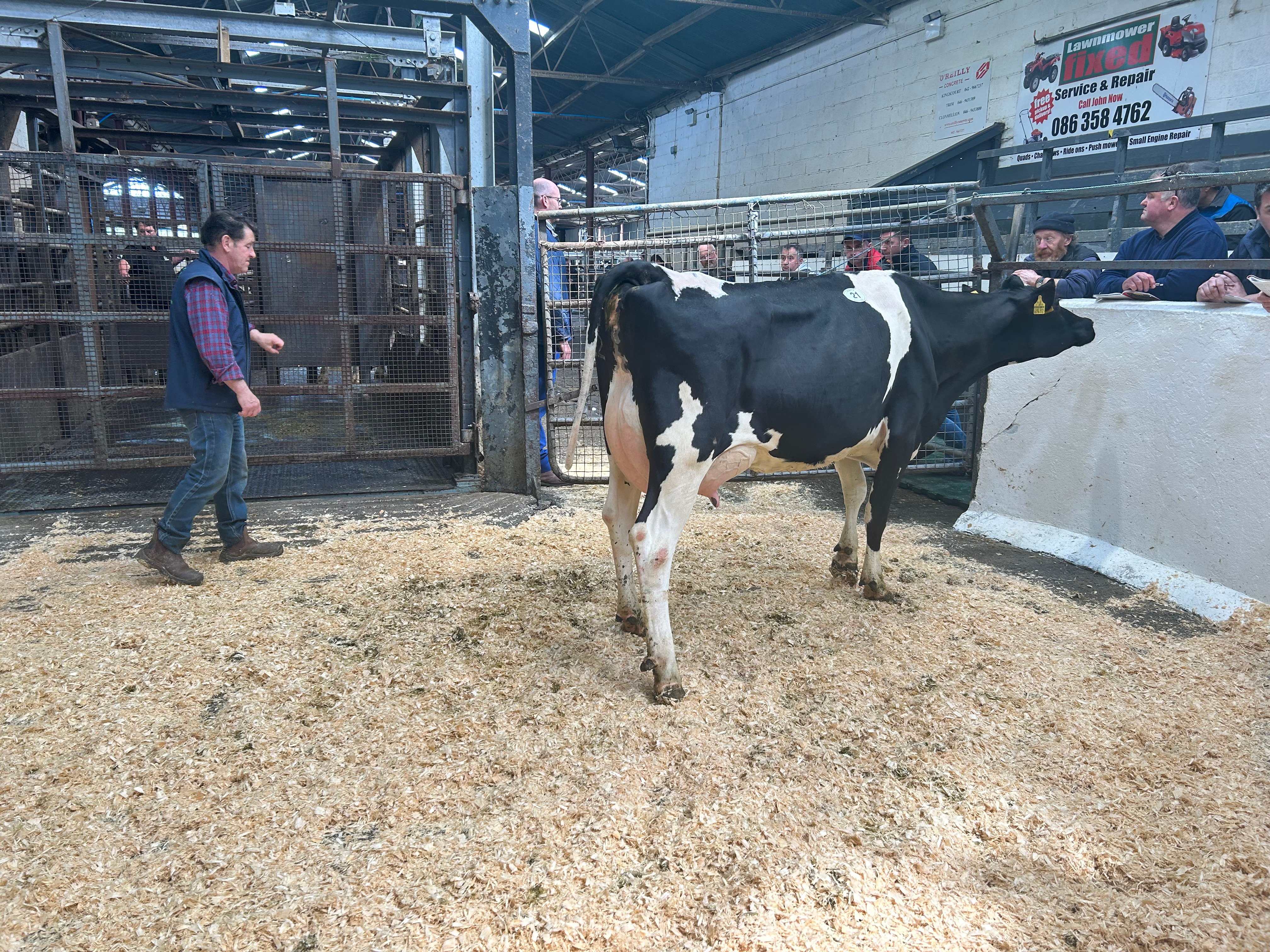 Lot 21: Cannontown Hang Tosca, sold for 3,850gns.
