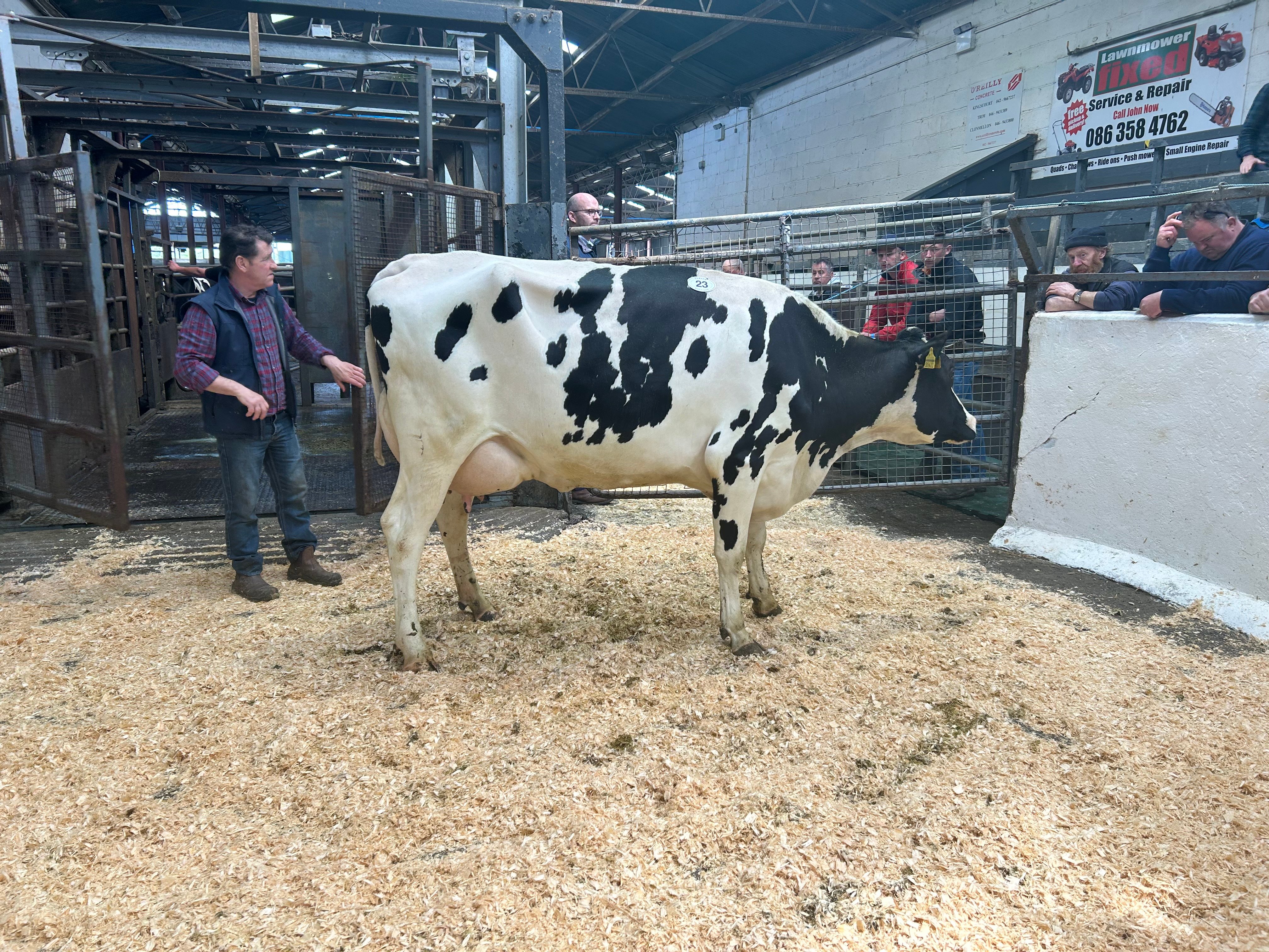 Lot 23: Cannontown Reginald June, sold for 3,700gns