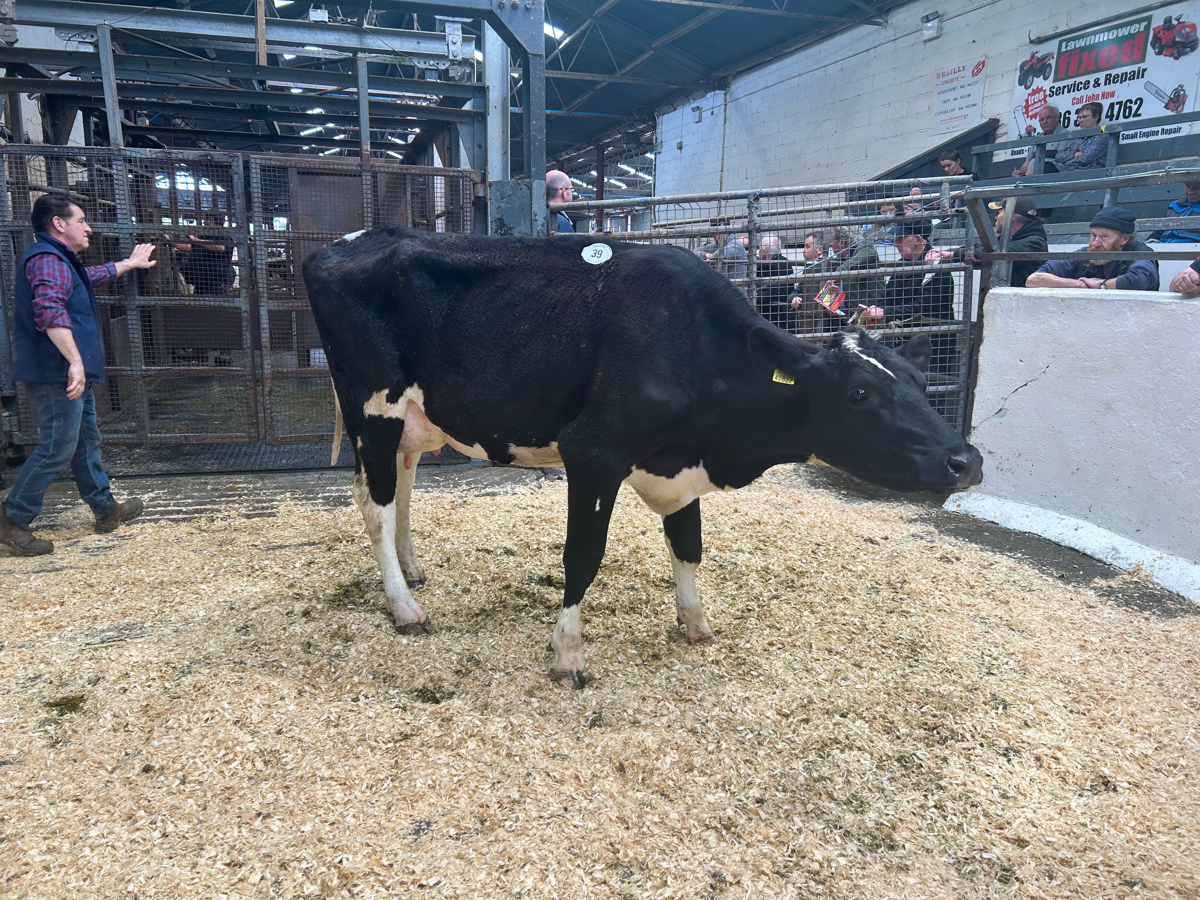 Lot 39: Boliesgreat Yamaska Debbie sold milking 40L/day for 2,800gns