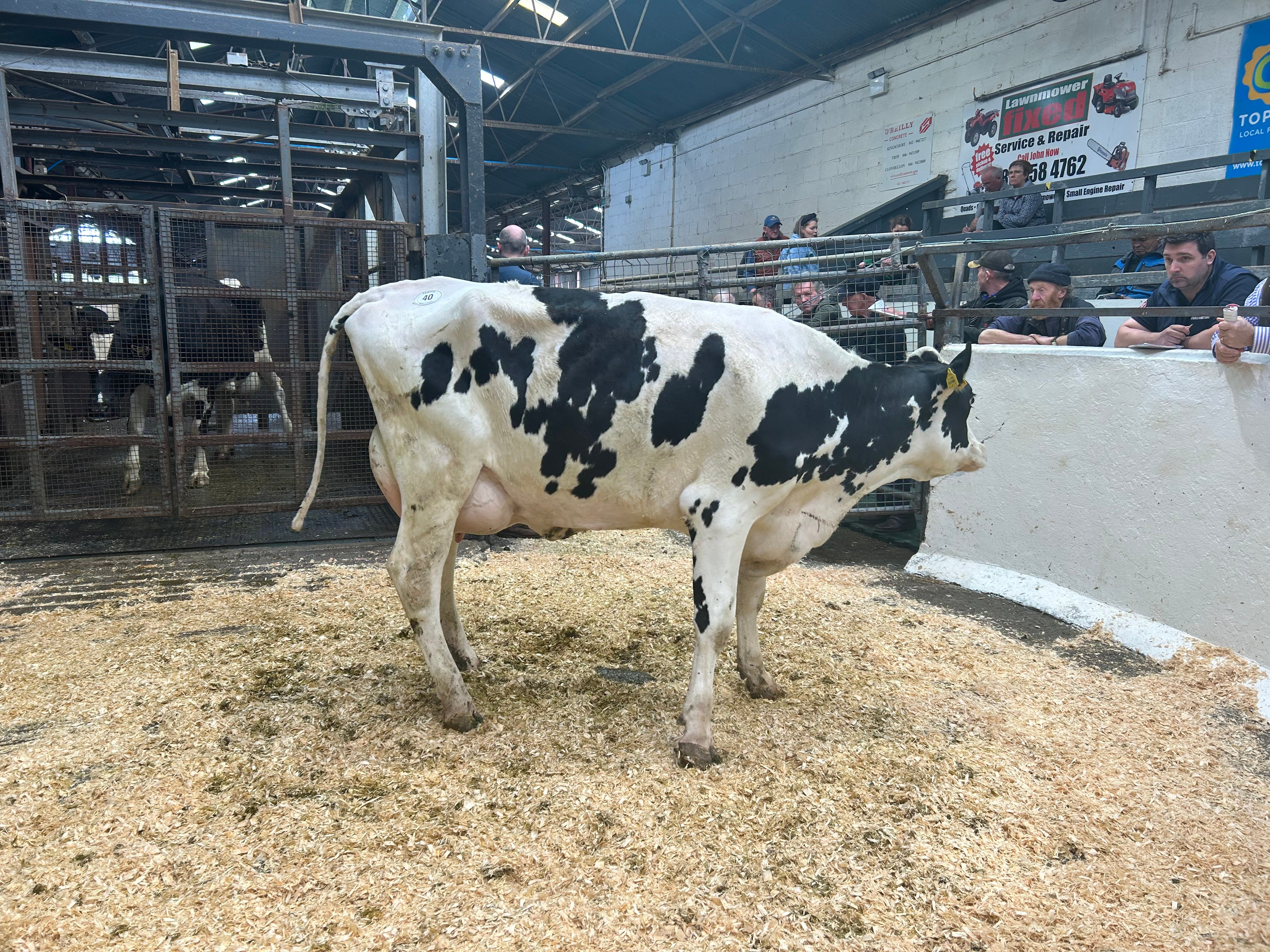 Lot 40: Boliesgreat Yamaska Debbie, sold for 3,600gns