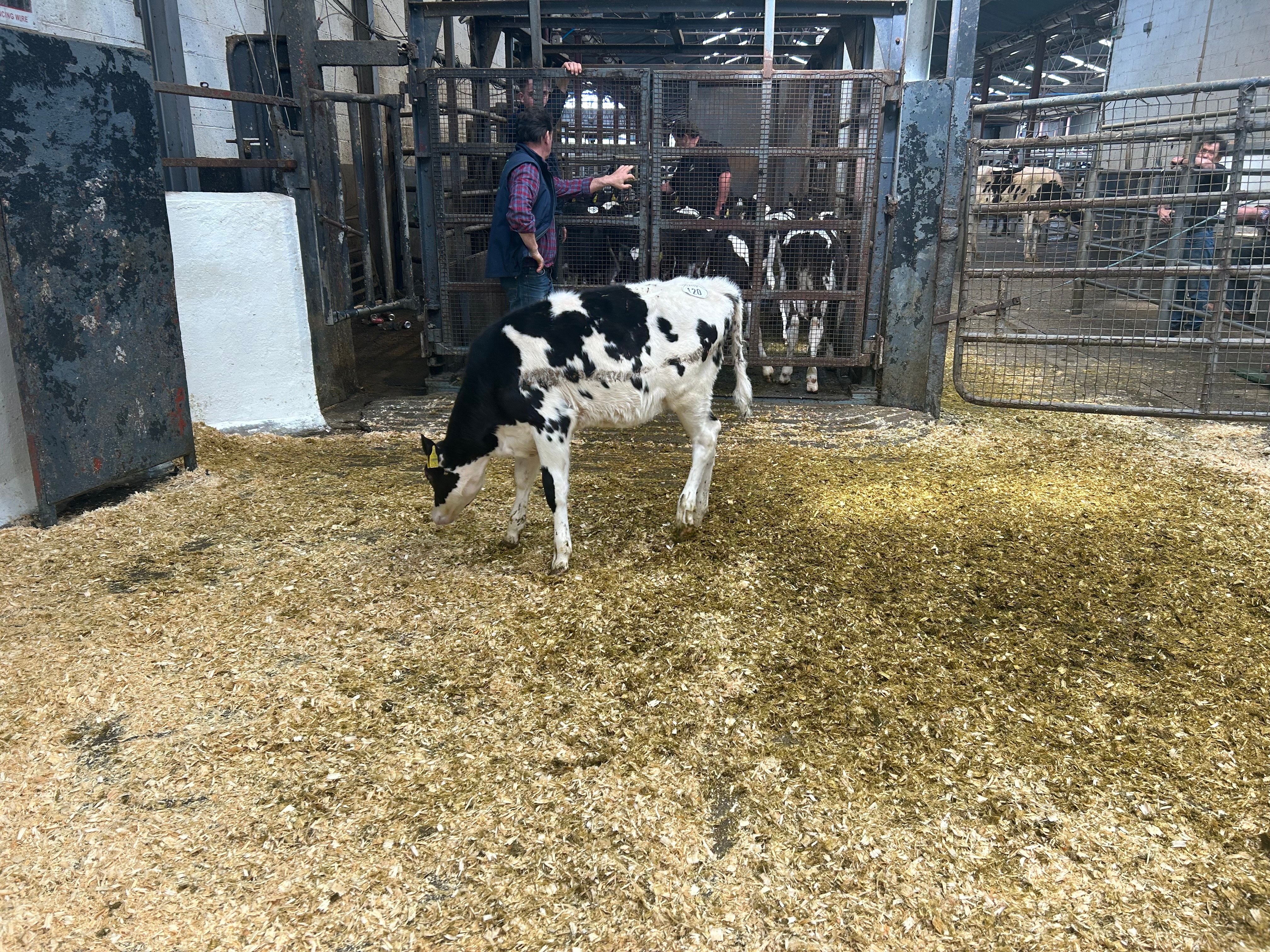 Lot 120: Glasnevin 53781 FR6217 Sweetpe, has an EBI of €266 and sold for 440gns