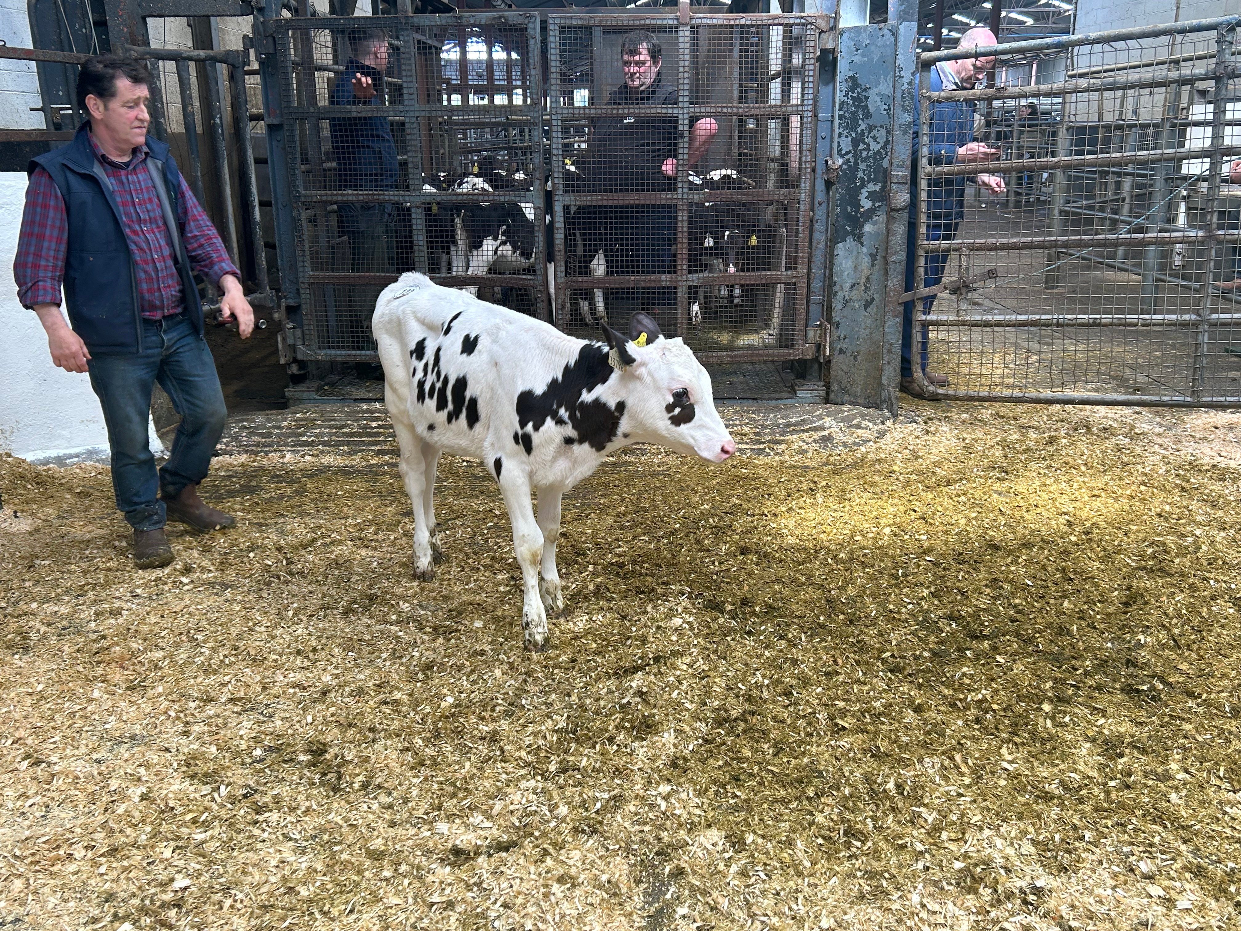 Lot 122: Glasnevin 3796 FR5668 Barista, with an EBI of €241, sold for 380gns