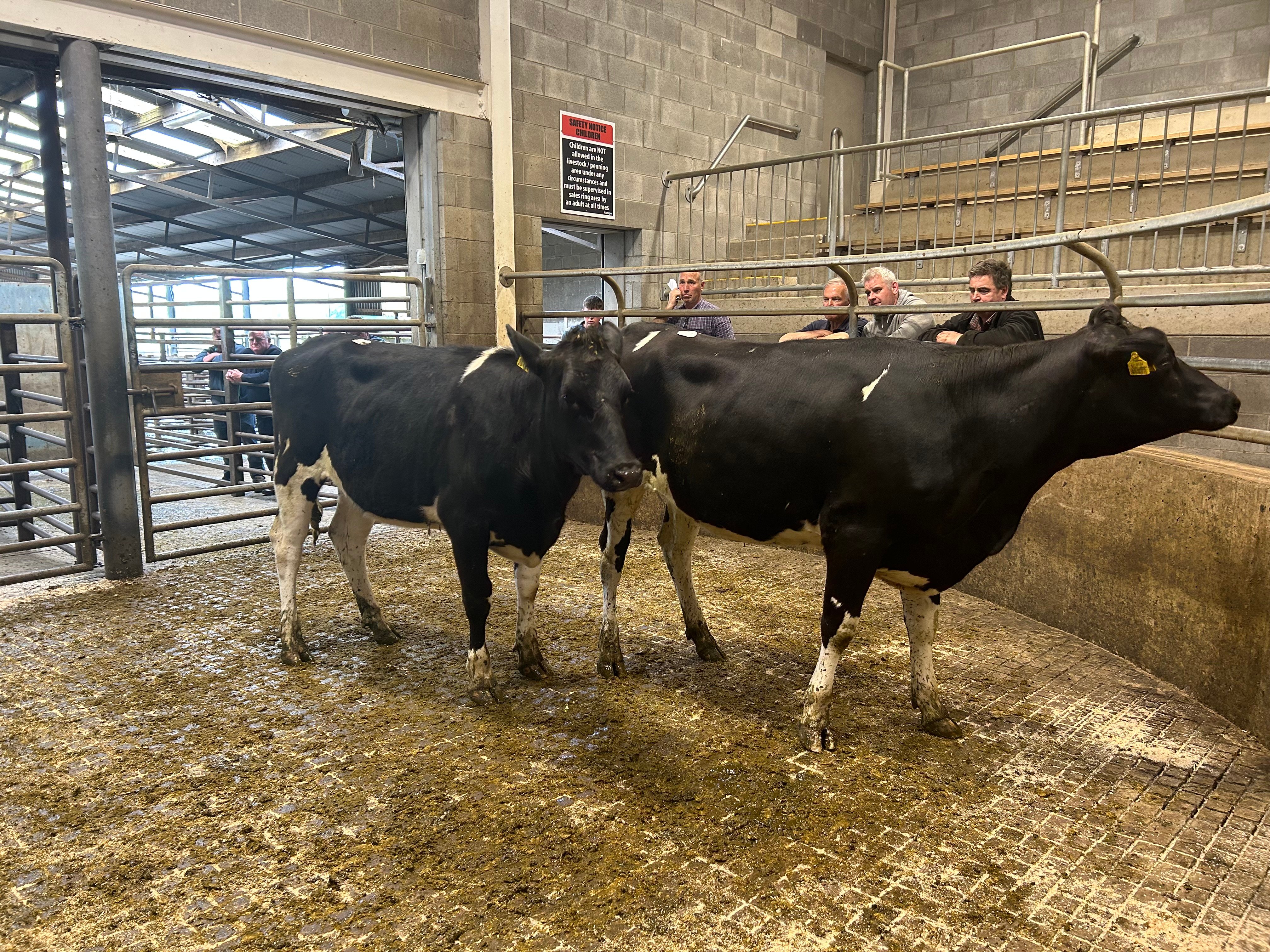 Lot 83: These heifer sold for €850 each