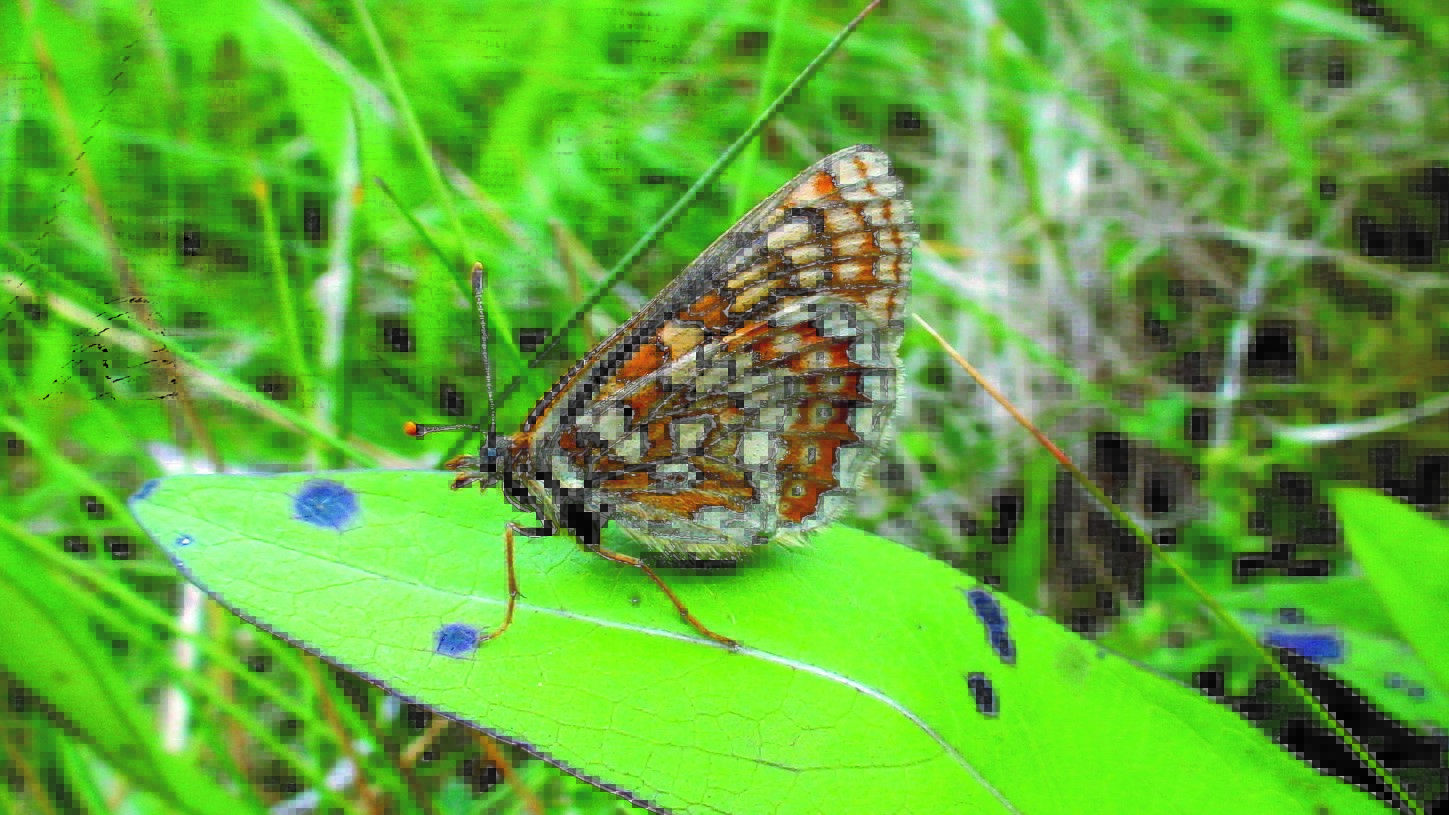 The Marsh Fritillary is Ireland’s only legally protected insect species. Source: Irish Peatland Conservation Council (IPCC)