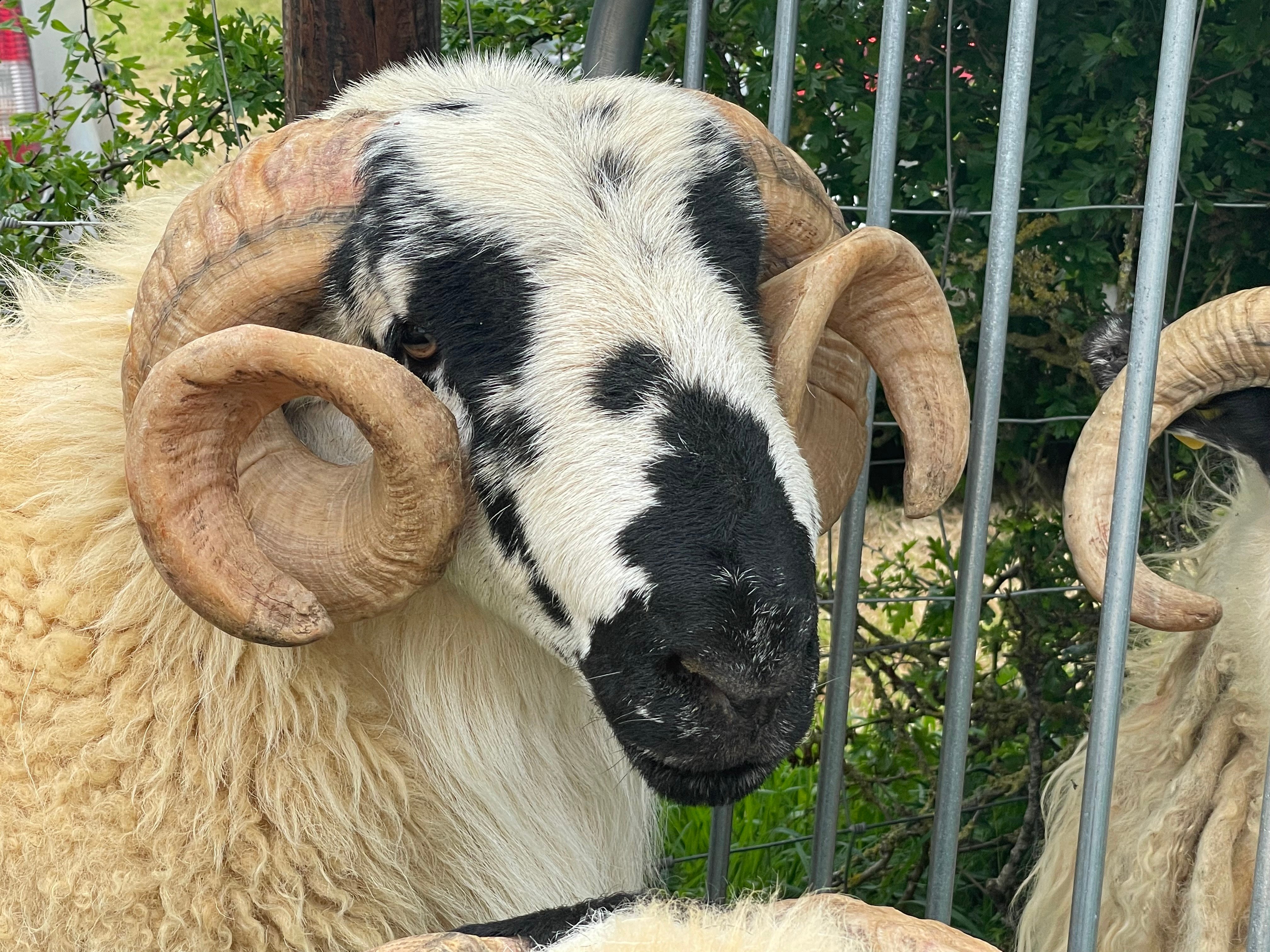One of the sheep exhibits