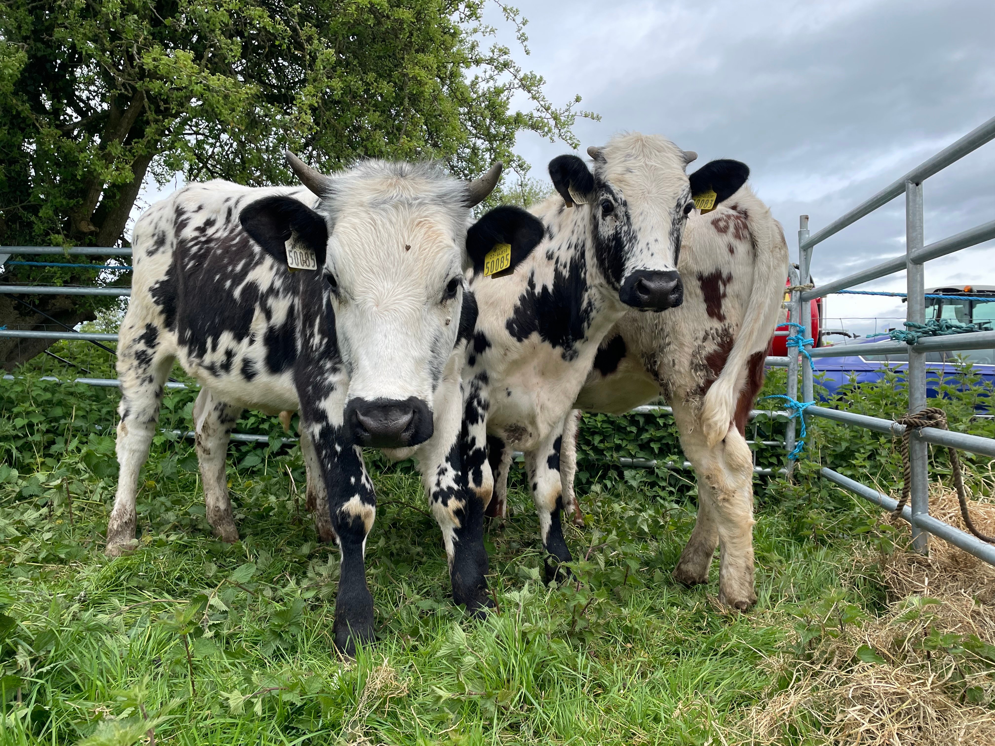 Iveragh Droimeann cattle herd
