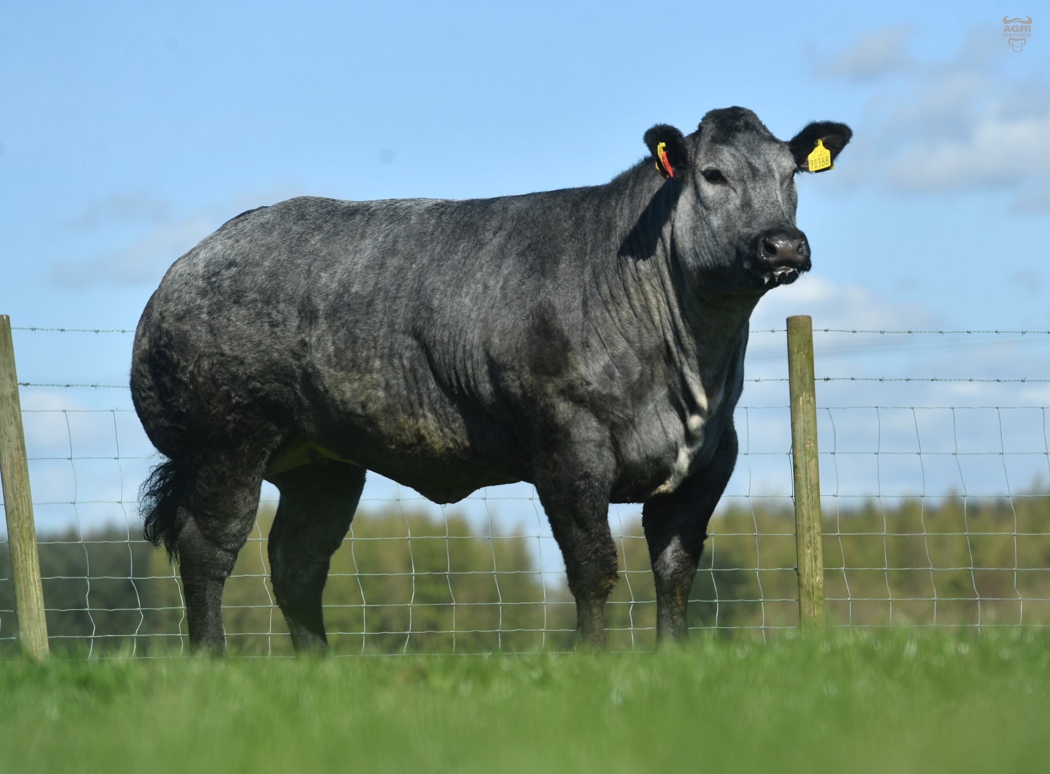 BFF sold for £12,500 to Ivan Lynn and sons Armoy, Co. Antrim