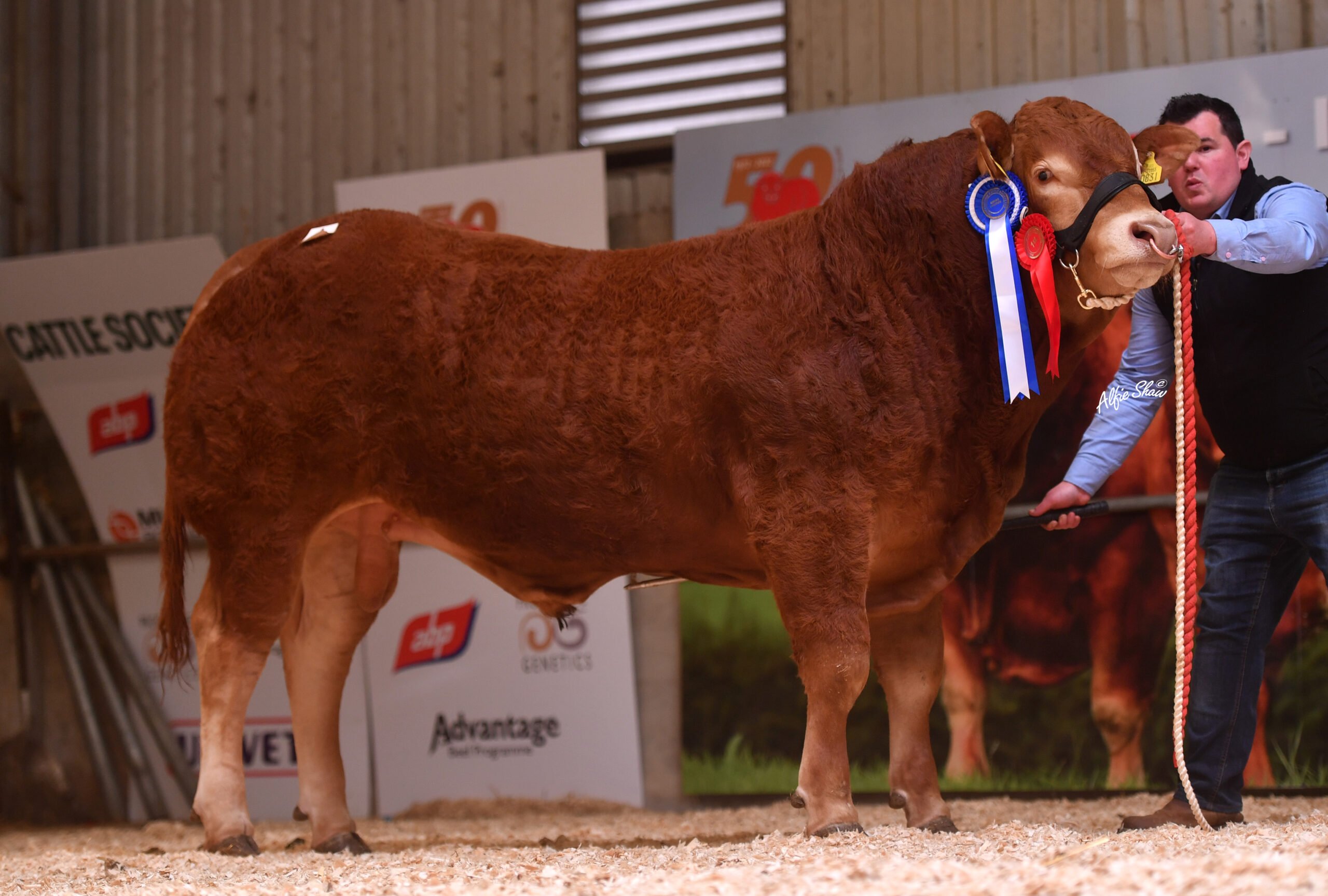 Meenross Scooby Doo sold for €5,200