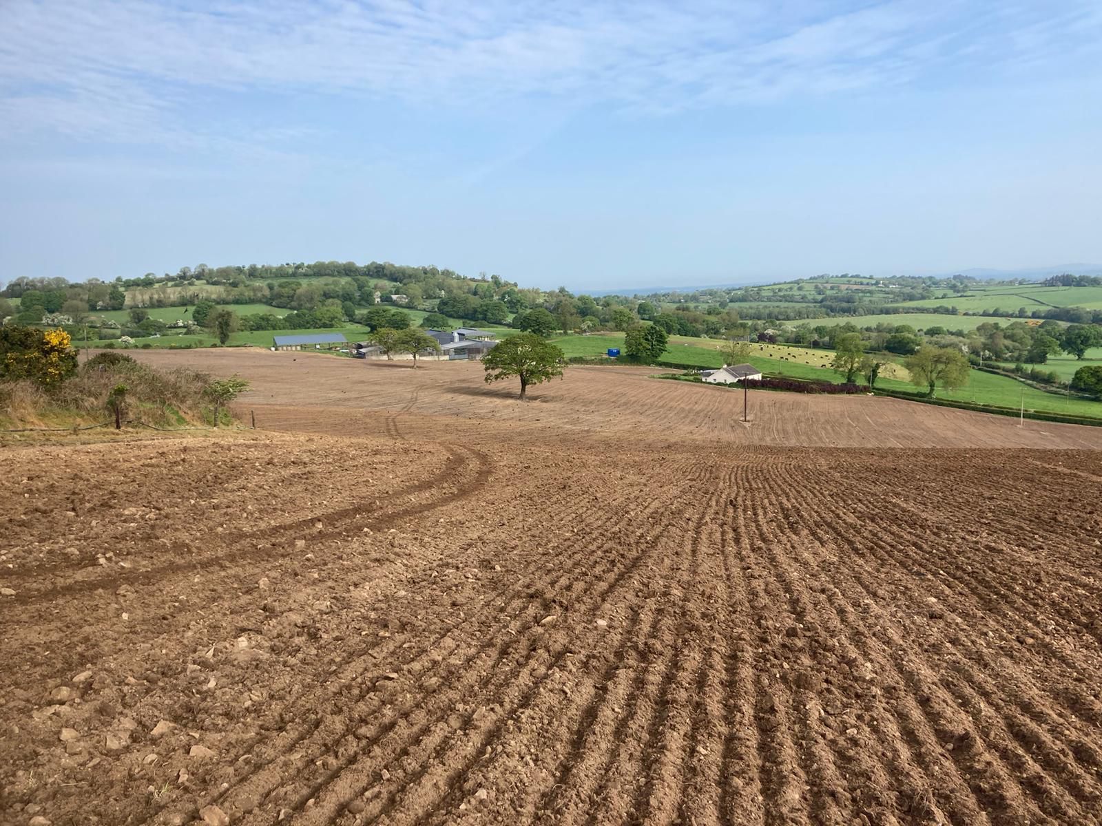Some of the ground which has been reseeded on the ABP Demo Farm