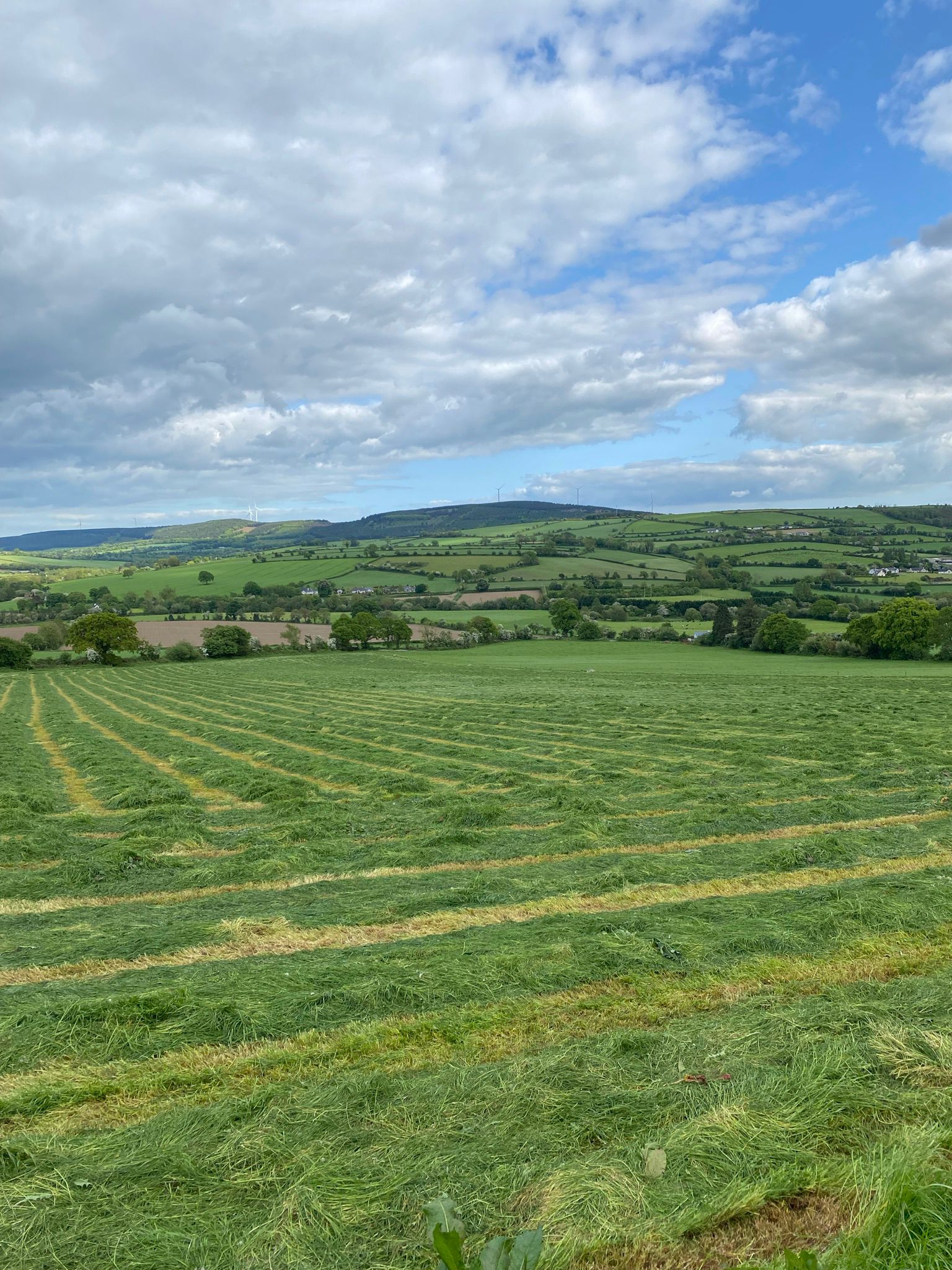 Surplus grass has been taken out for bales