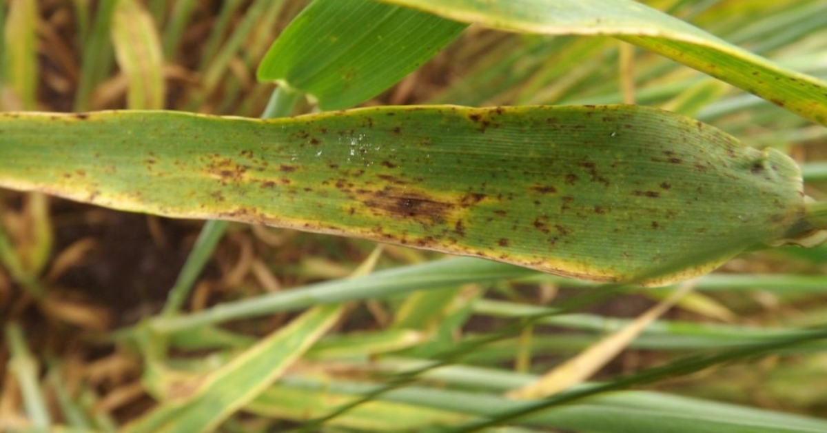 Ramularia is potentially the biggest disease threat on barley