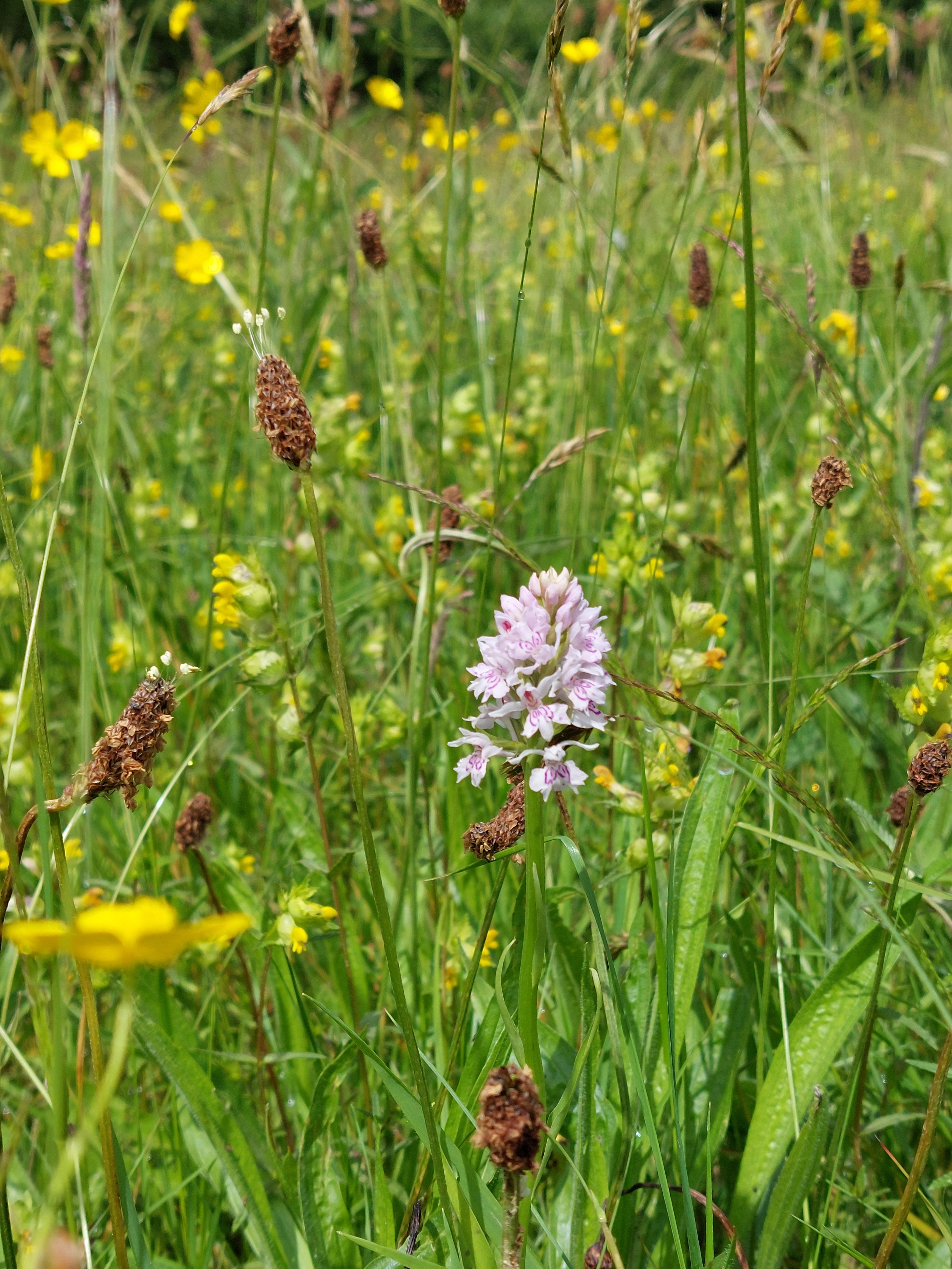 Wildflower meadow. Image: Ruth Wilson