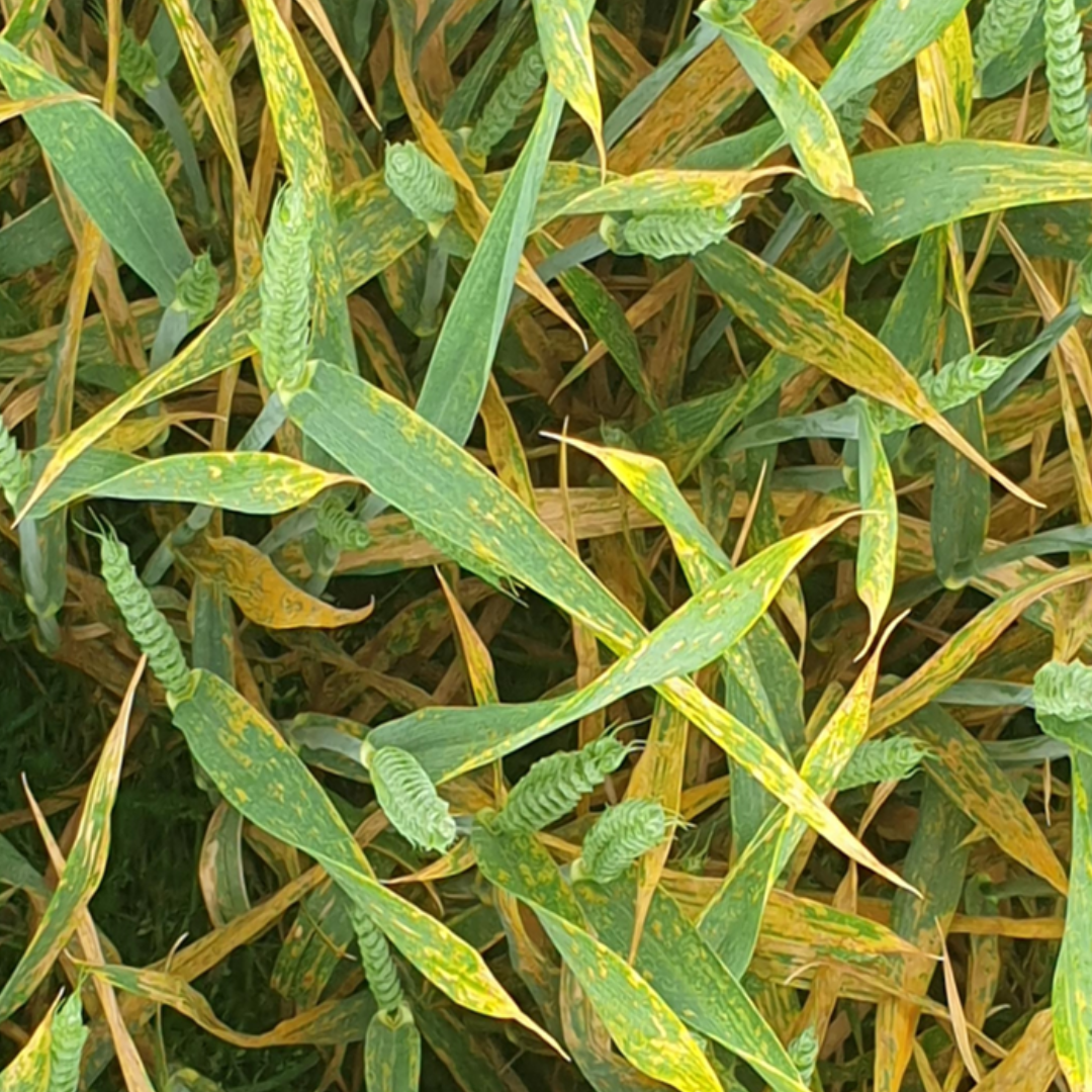 Yellow rust is often the main disease challenge on spring wheat