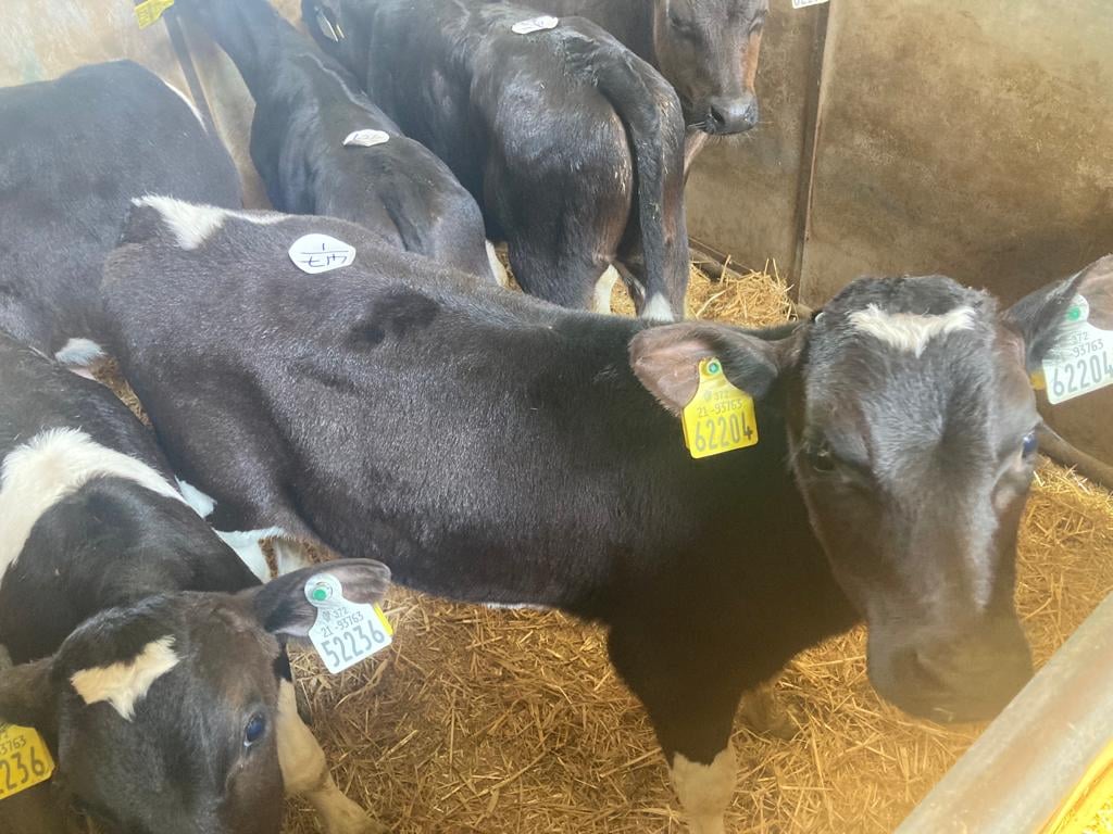 This two-week-old Friesian bull sold for €160