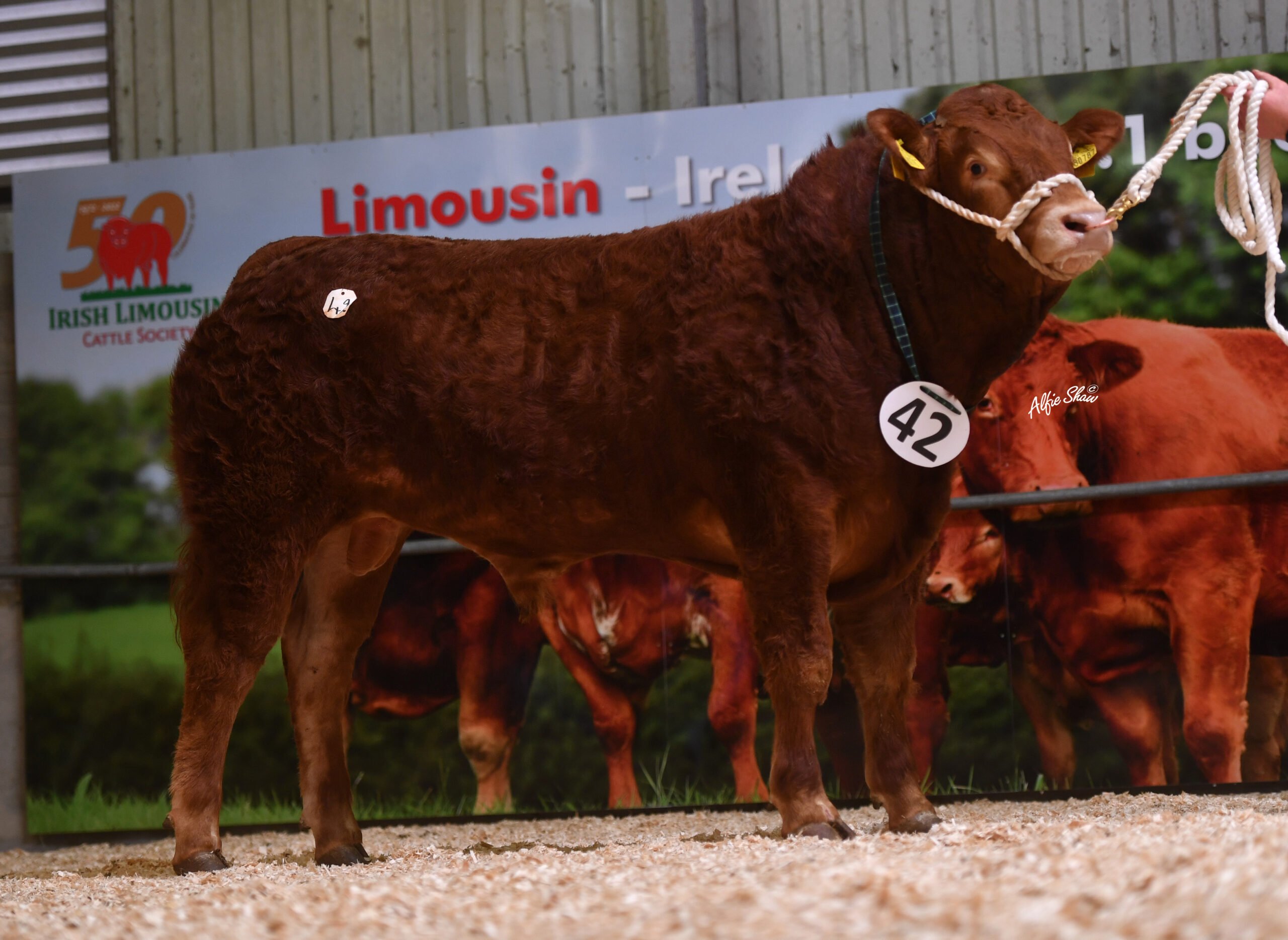 Ballyline Tango sold for €5,200