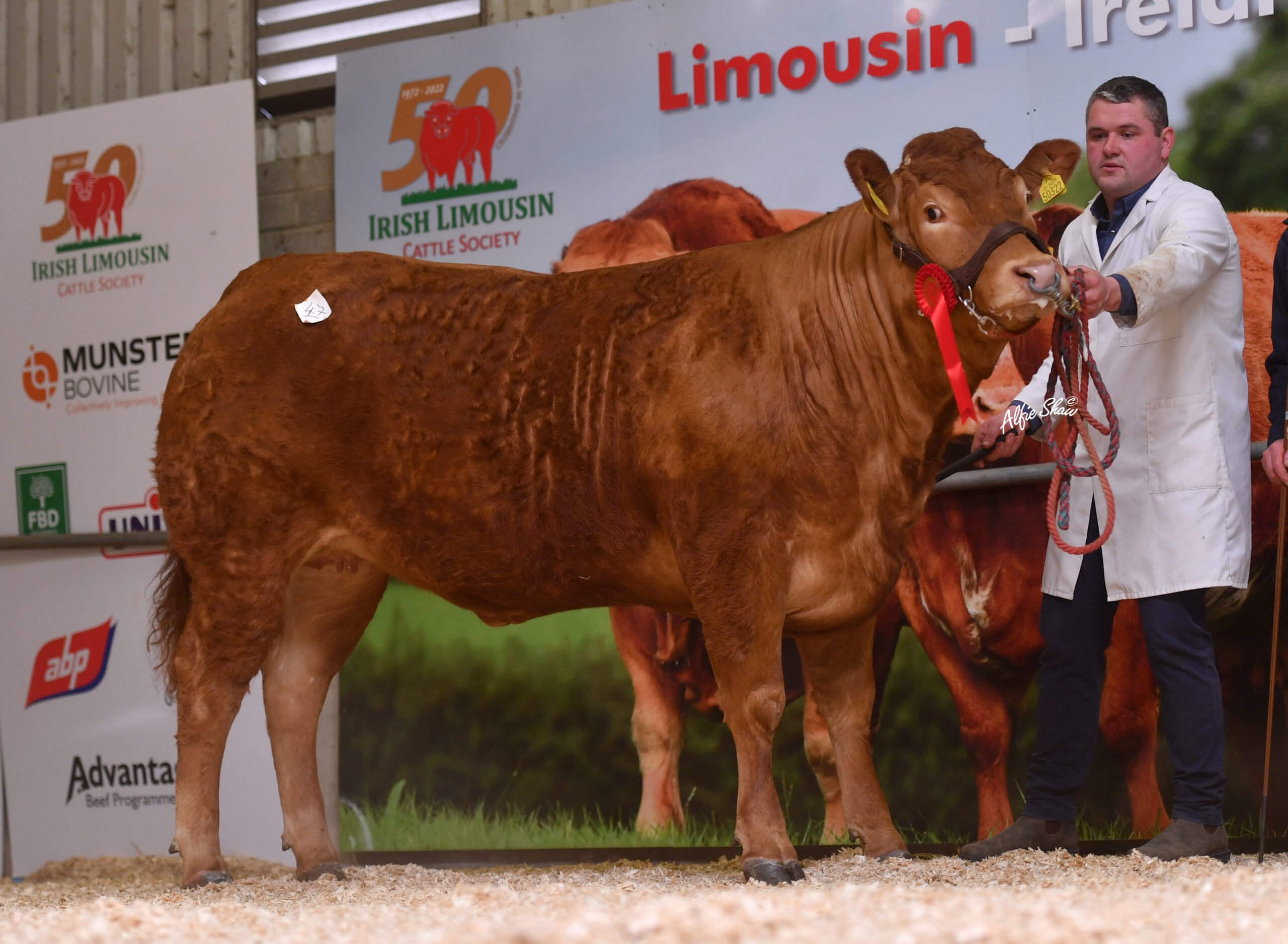 Liverpool Stella sold for €3,500 on the day