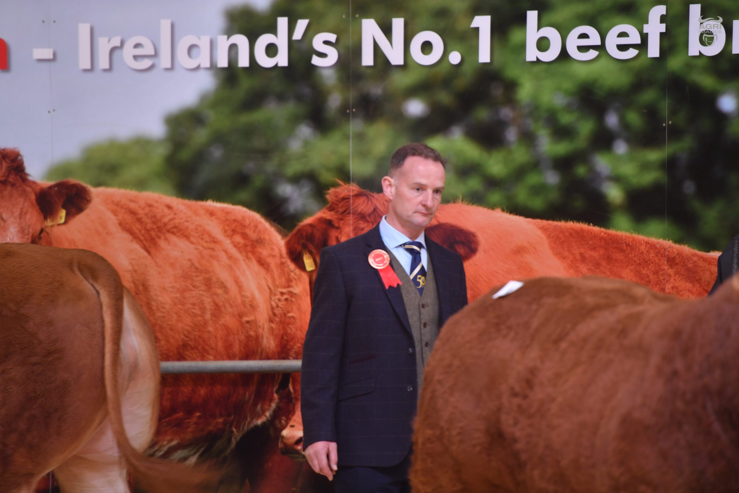 Show judge Llyr Hughes in action on the day