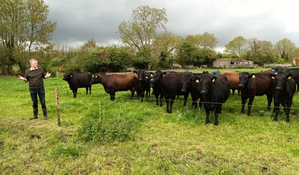 English-Hayden with his Kerry Cattle dairy herd