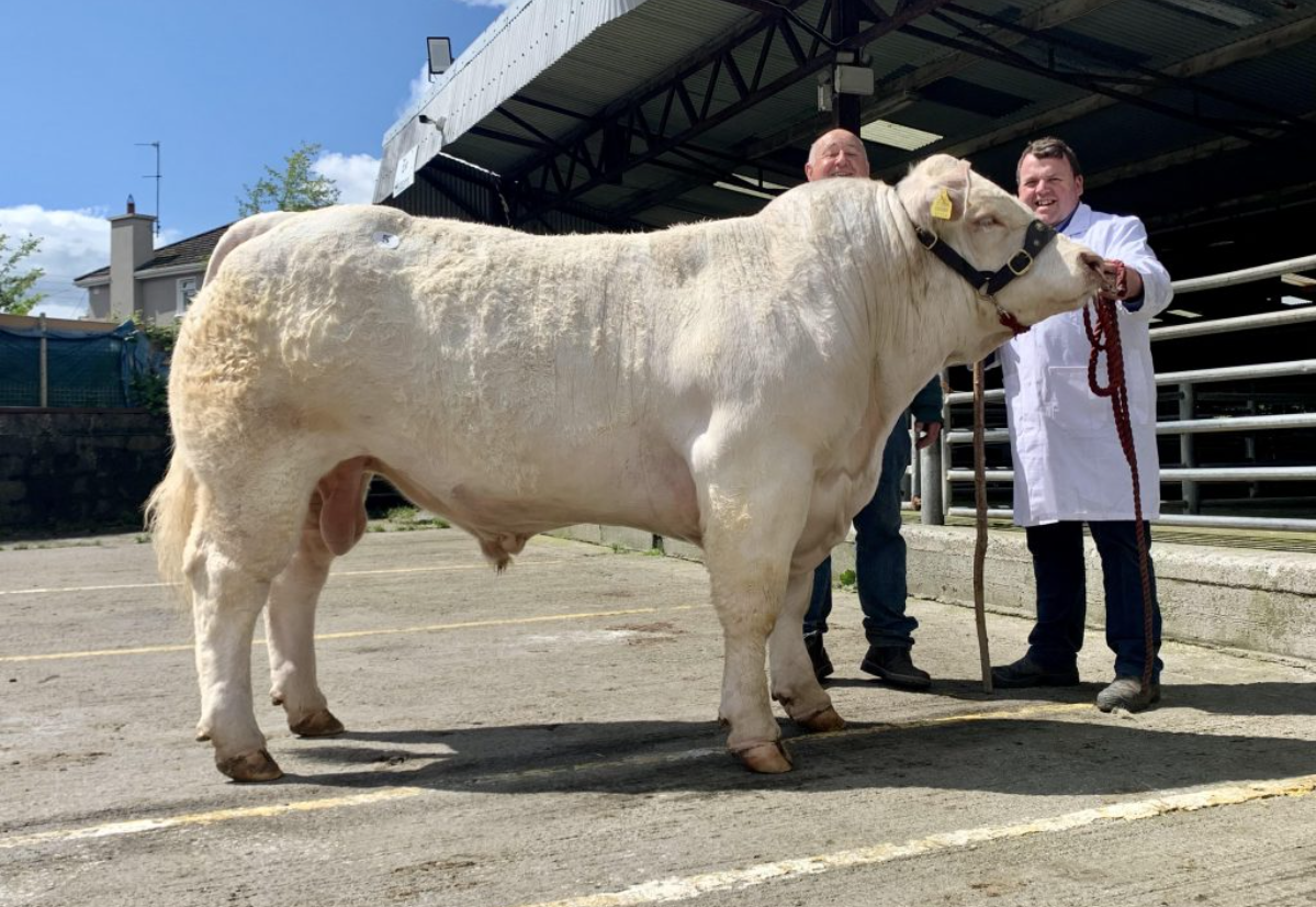 Clonmahon Seanie sold for €5,000