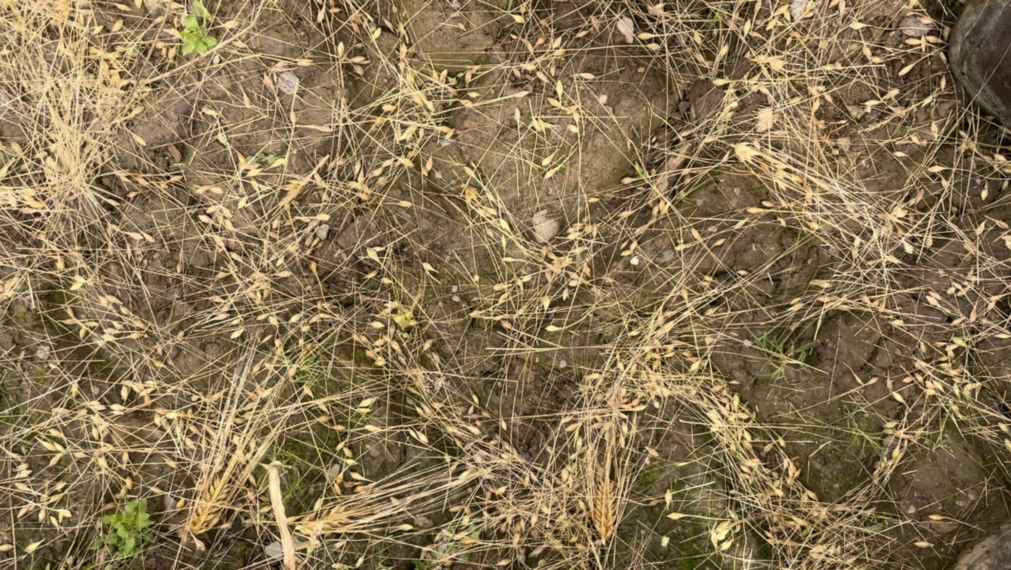 Damaged barley near Enniscorthy, Co. Wexford. Source: John Murphy