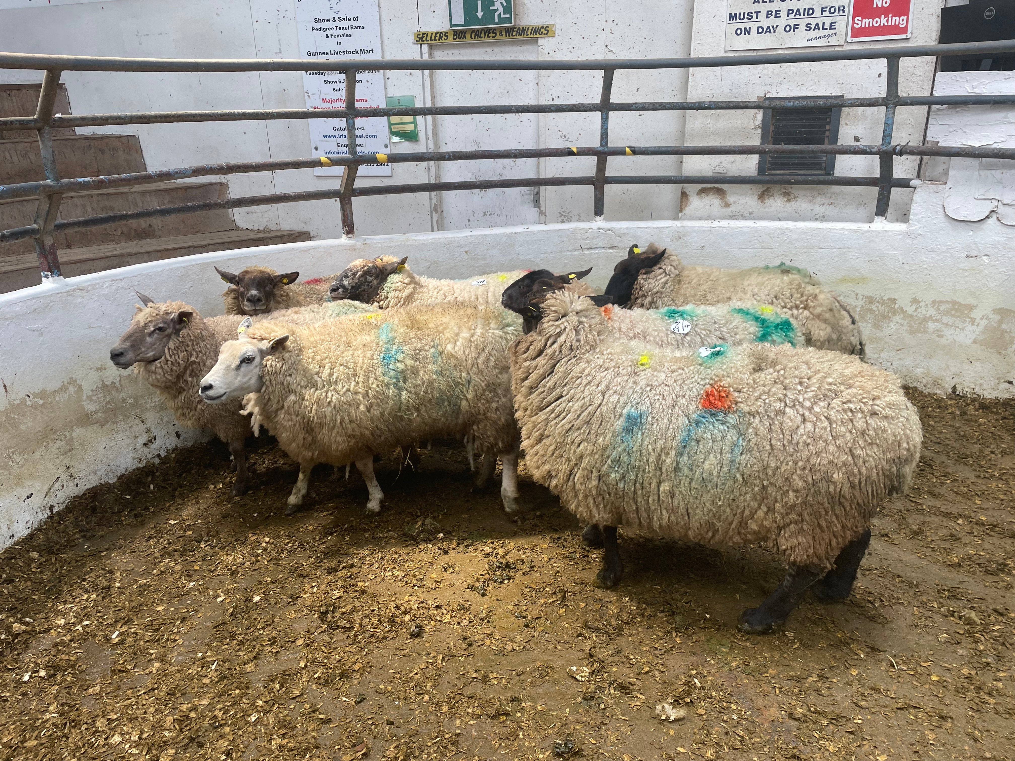 These 7 ewes had an average weight  of 92kg and sold for €168/head