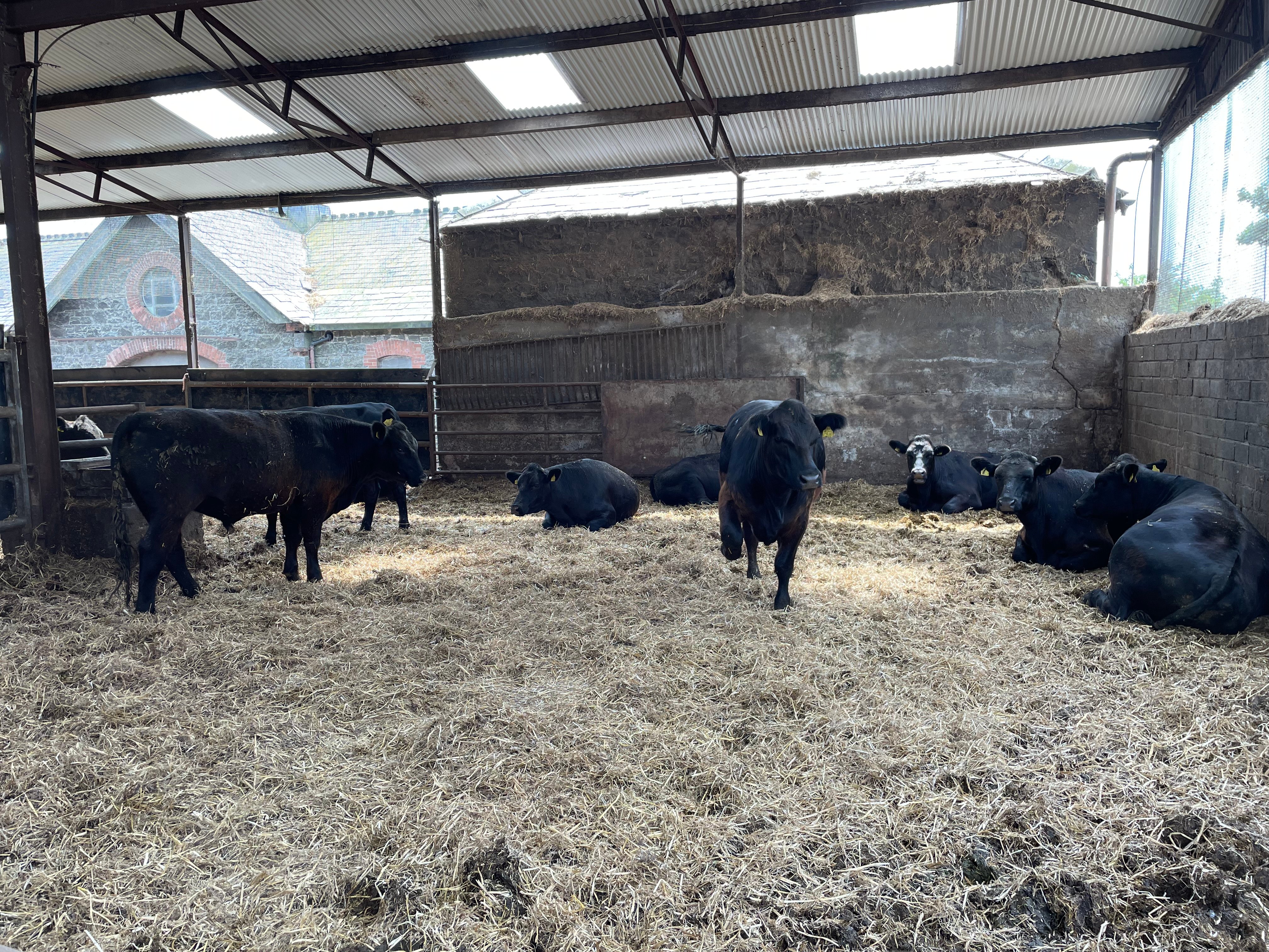 Cattle are housed in straw-bedded pens on arrival