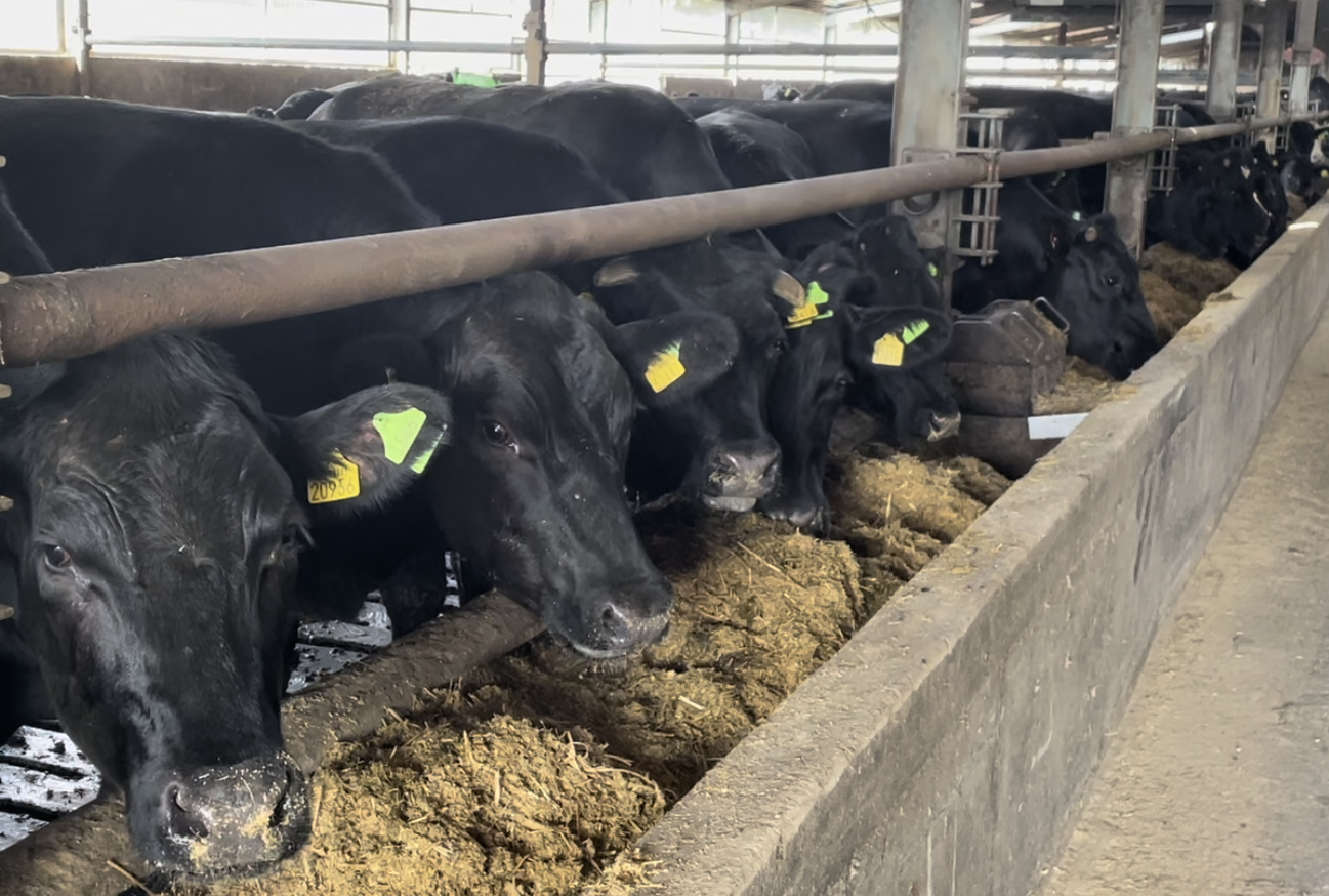 Primarily Angus heifers and steers are finished on the farm