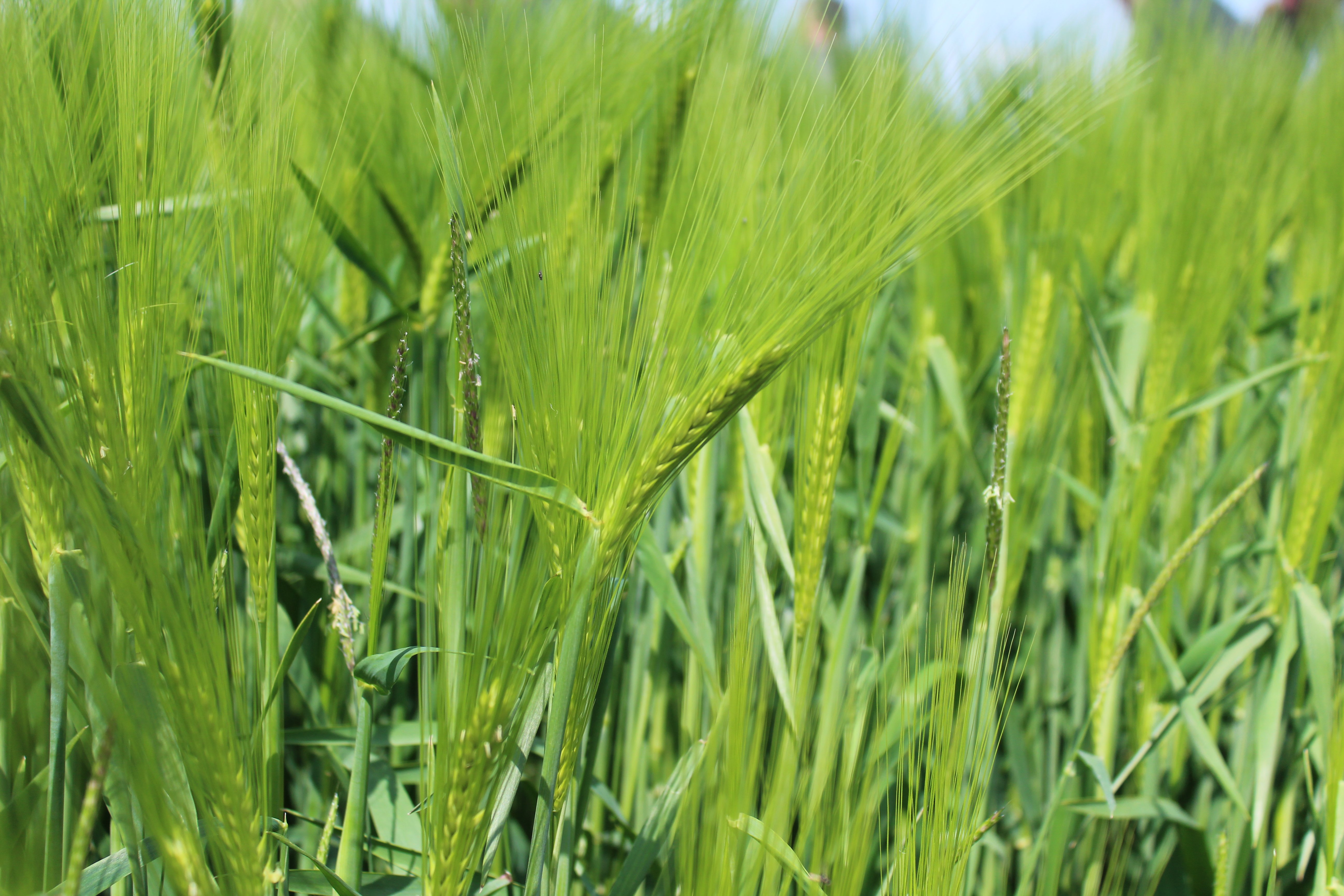 Winter barley