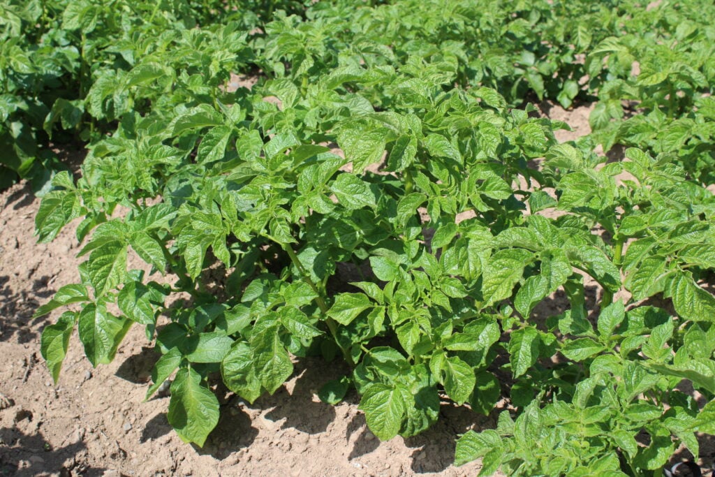 Early  potato crops are looking well at the present time