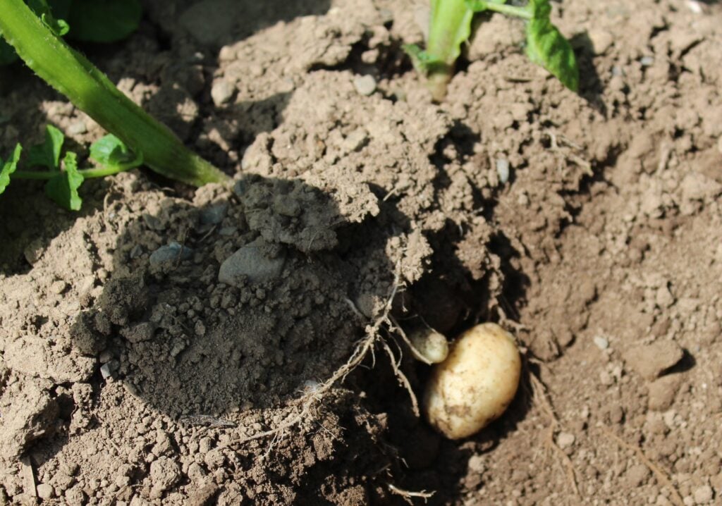 Rain is badly needed as tubers start to form in potato crops across the country