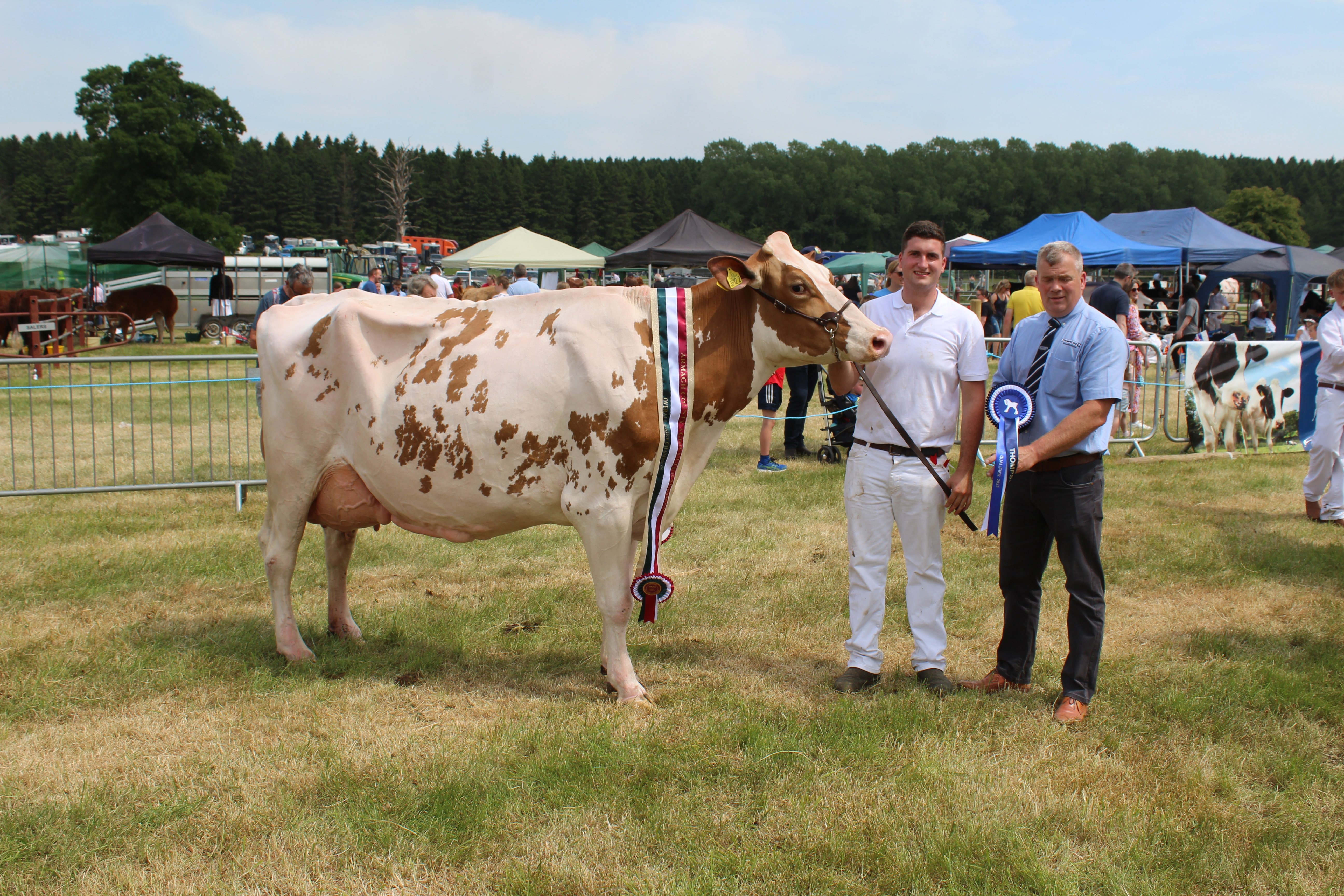 The dairy inter-breed champion at Armagh Show 2023