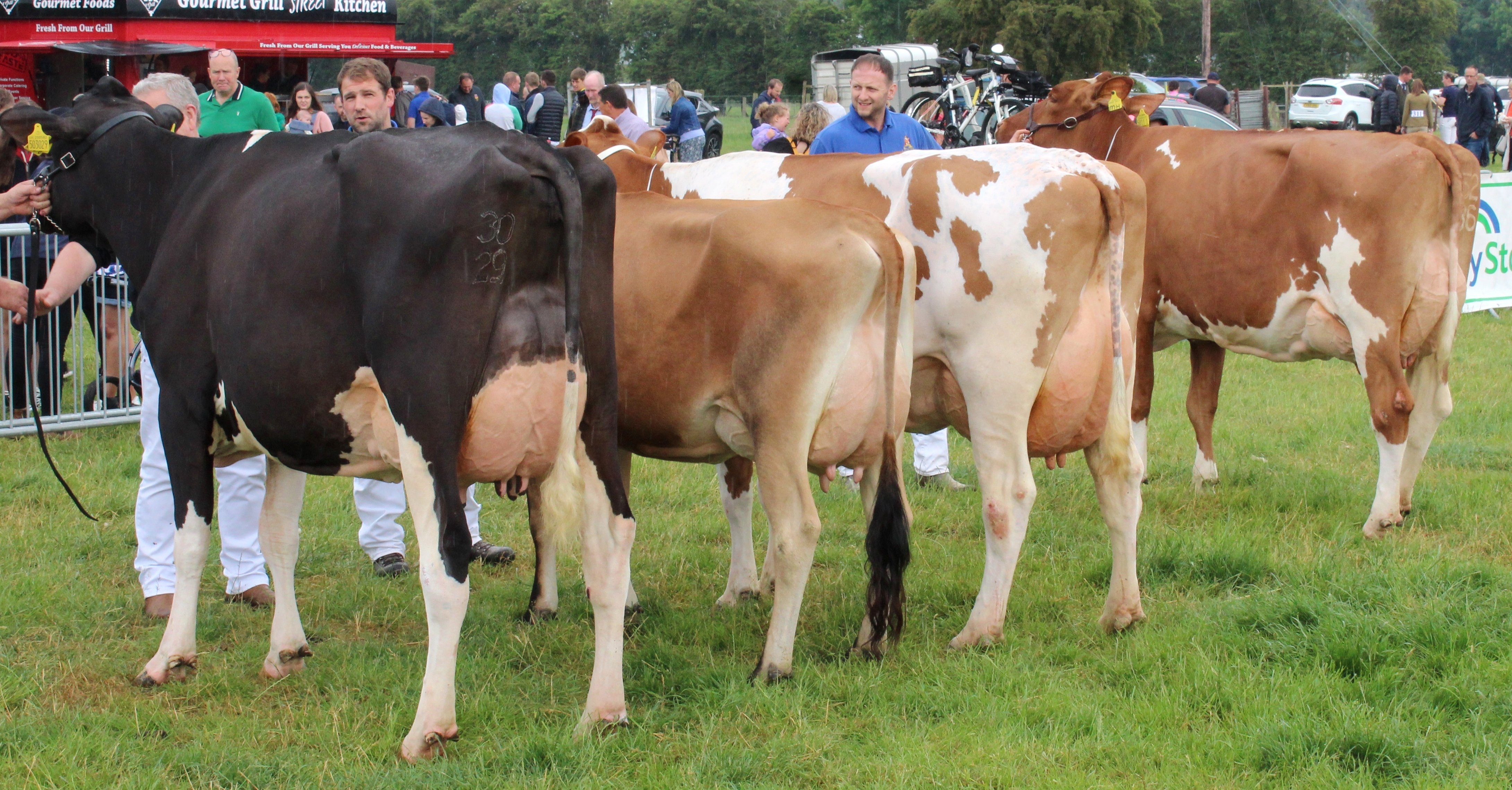 The final dairy line-up at Ballymena Show 2023