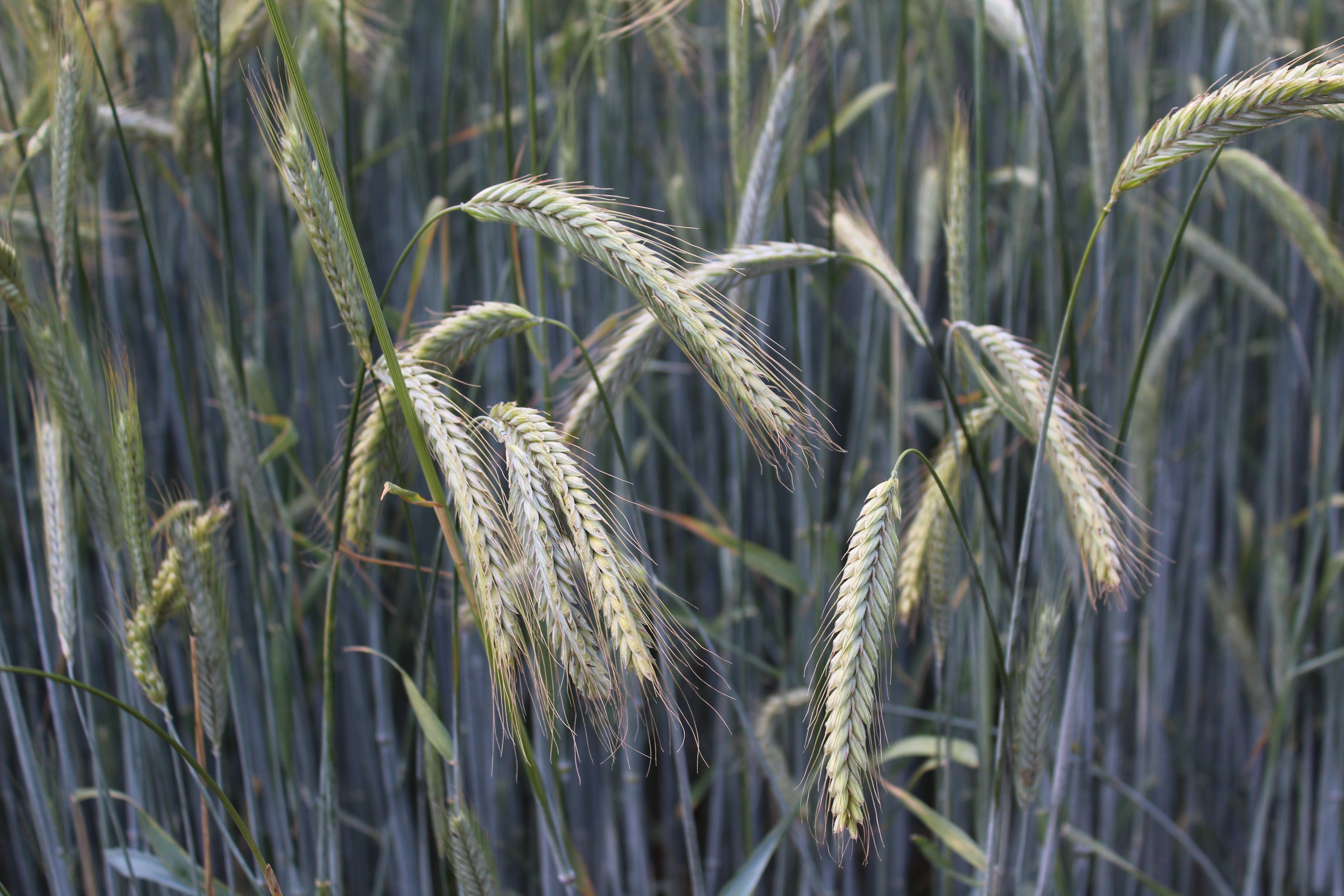 Goldcrop is projecting a future for winter rye production in Ireland