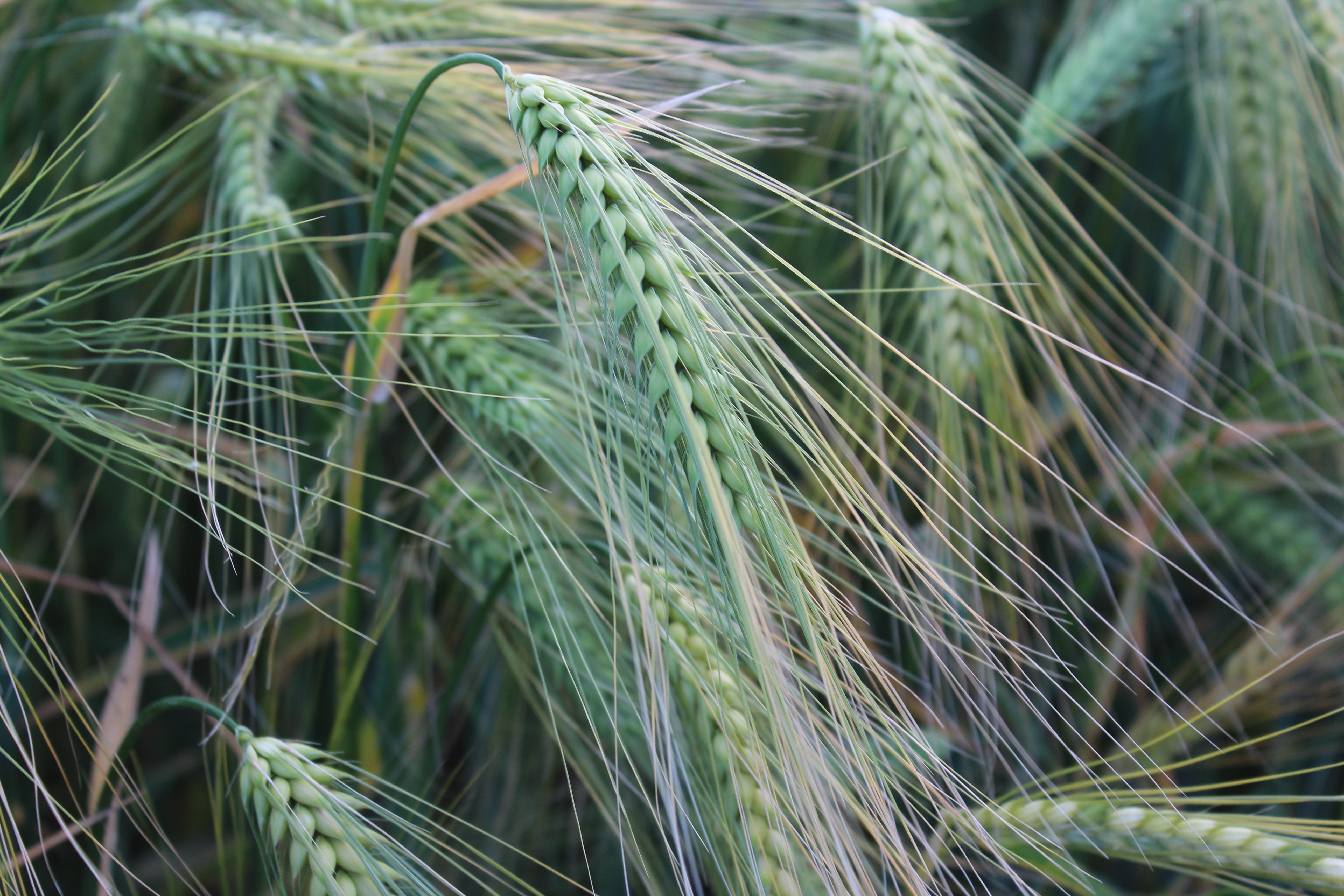 Goldcrop has a new, BYDY tolerant, six-row winter barley variety for 2023/24