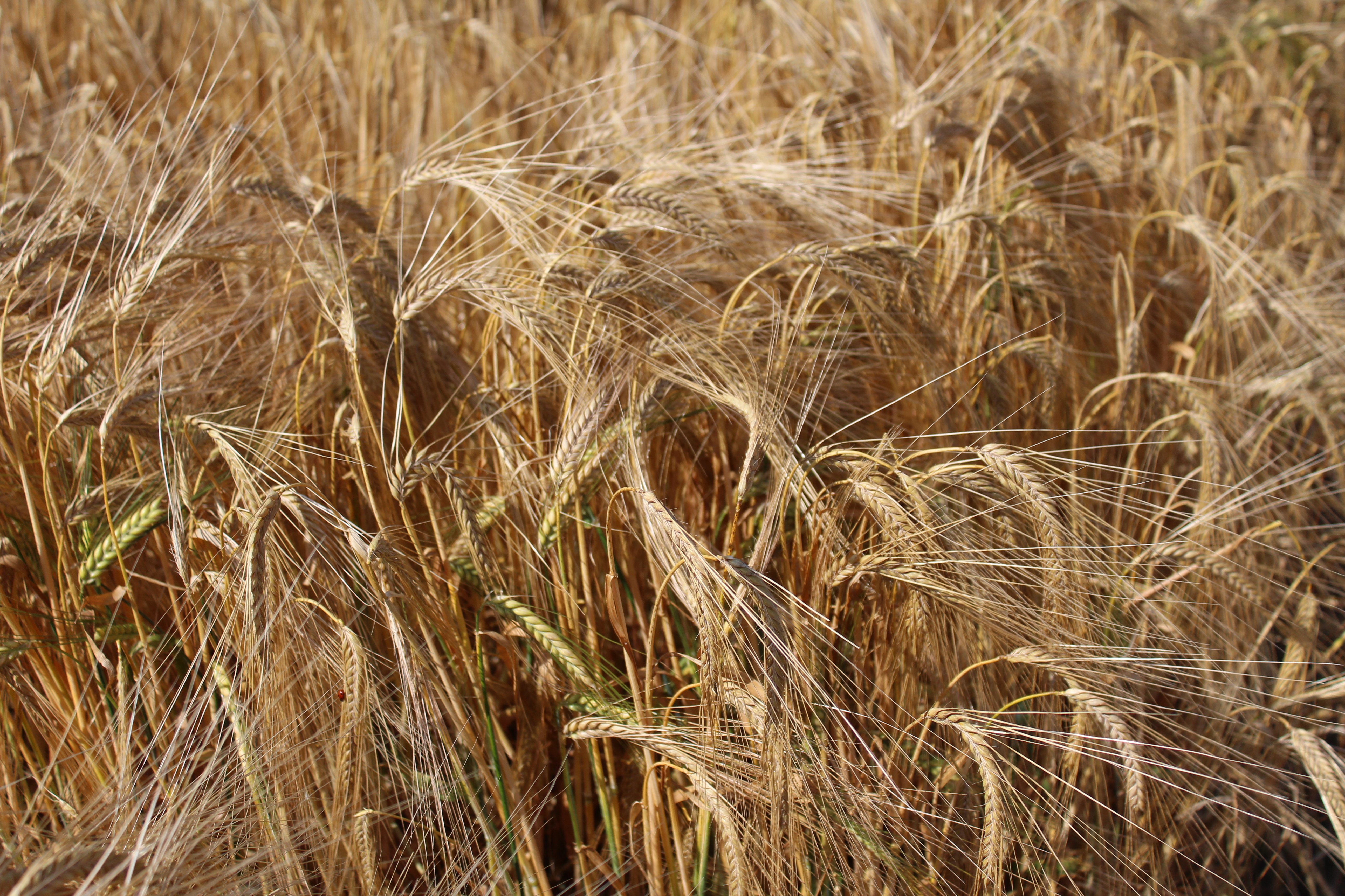 Many Seedtech winter barley plots at Faithlegg in Co. Waterford are within days of harvest