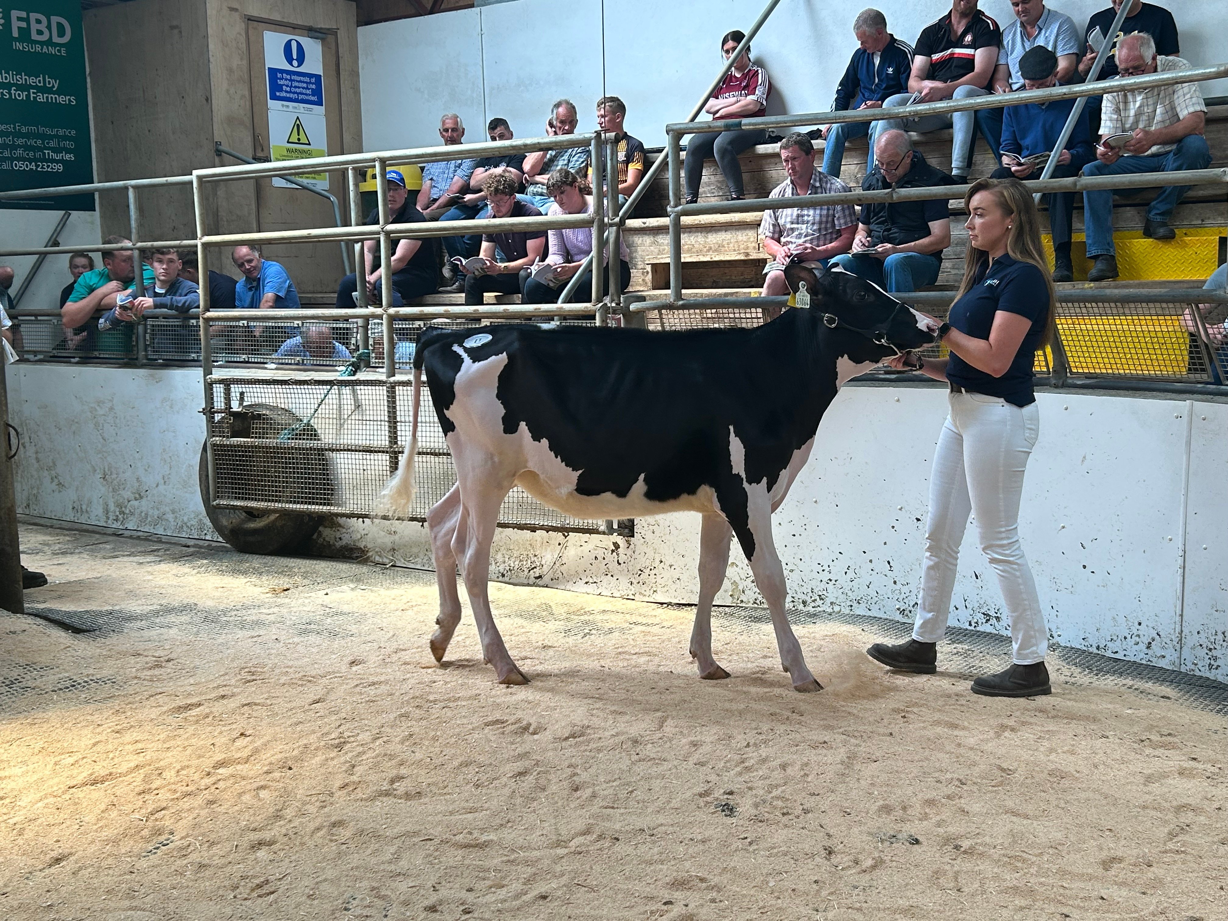 Lot 11: Leagh La Belle Vie