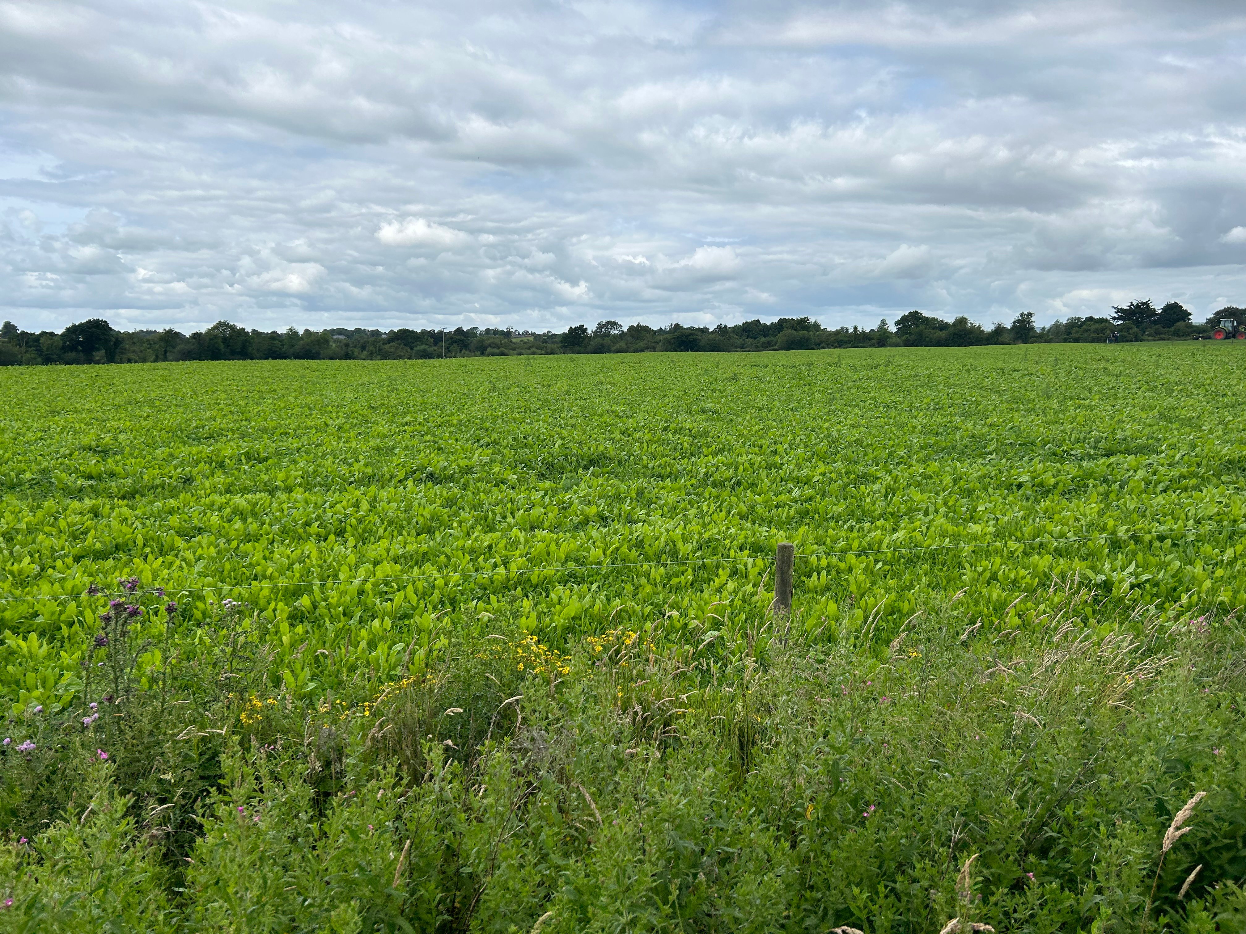 multi-species sward on the farm